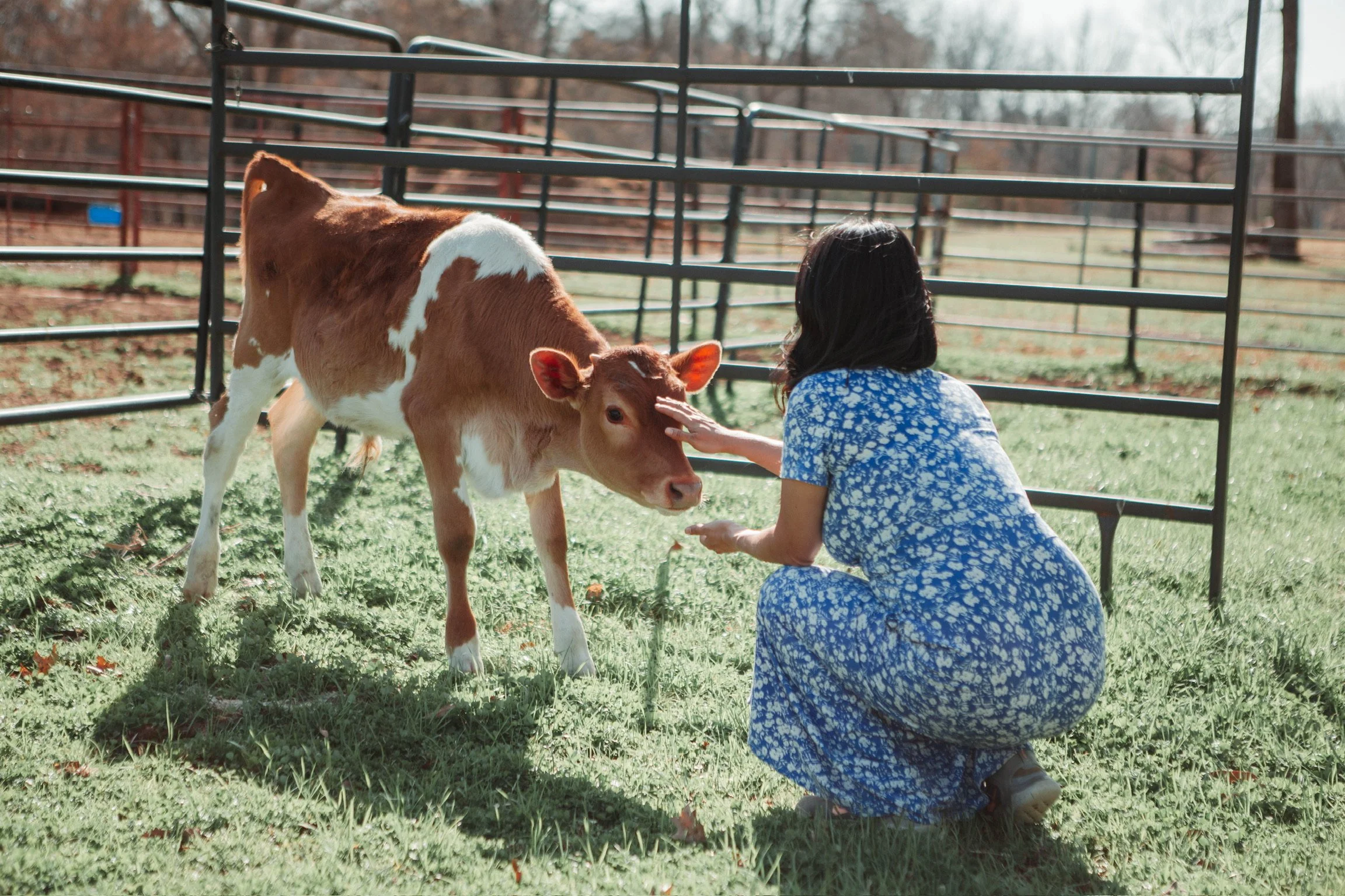 A woman in a blue dress crouching down, entering a pasture, petting a young calf.