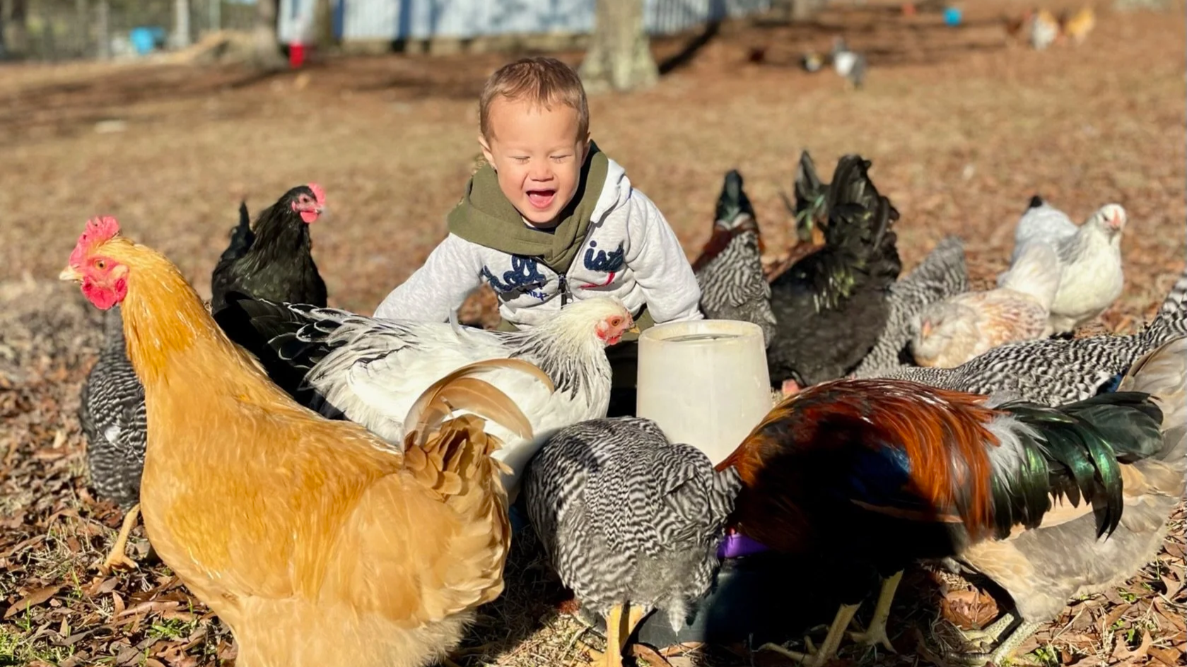 A young boy kneeling outdoors surrounded by chickens and roosters, with some eating from a feeder and others walking on a leaf-covered ground.