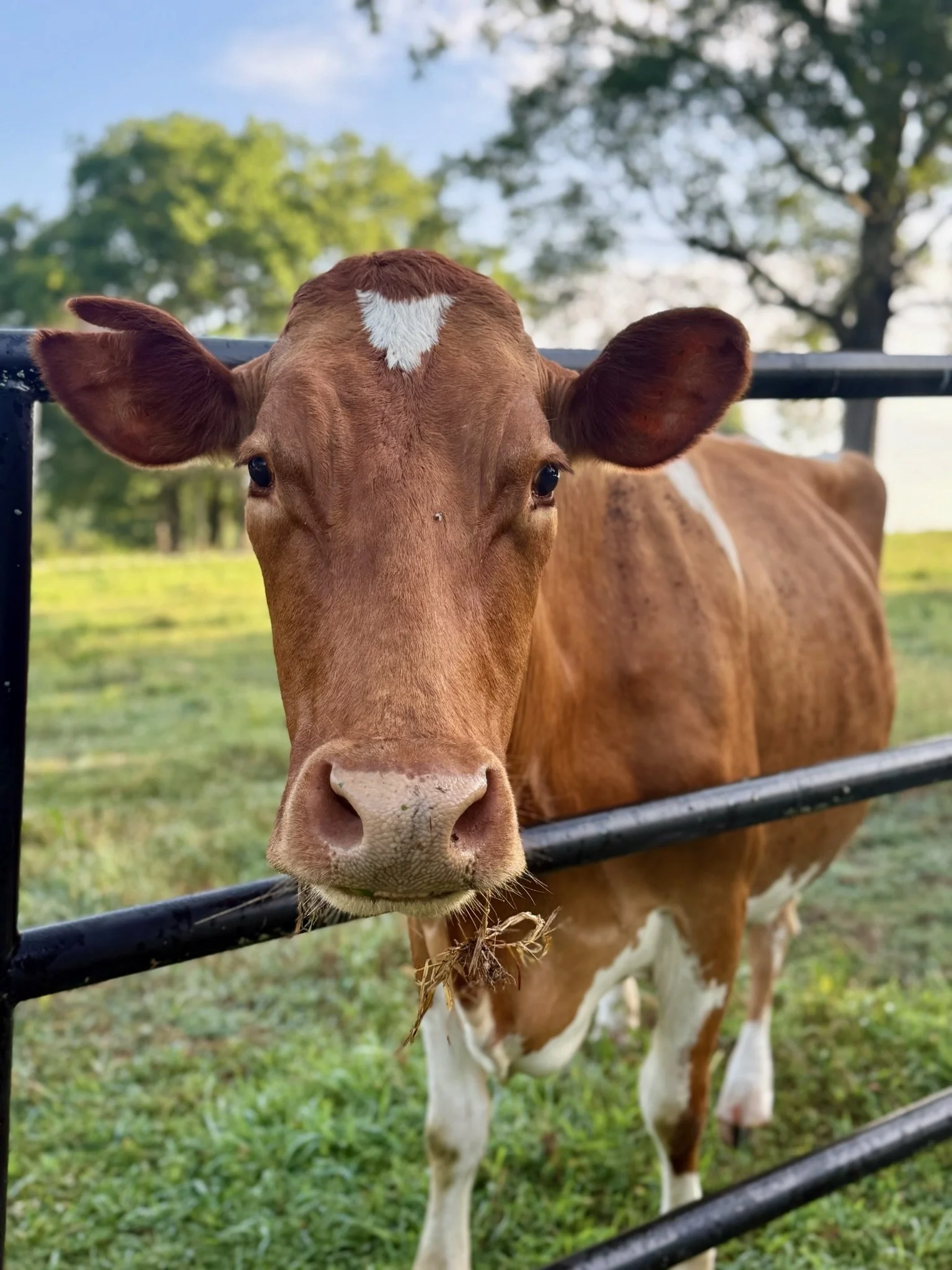 What’s the Deal with Raw Milk?