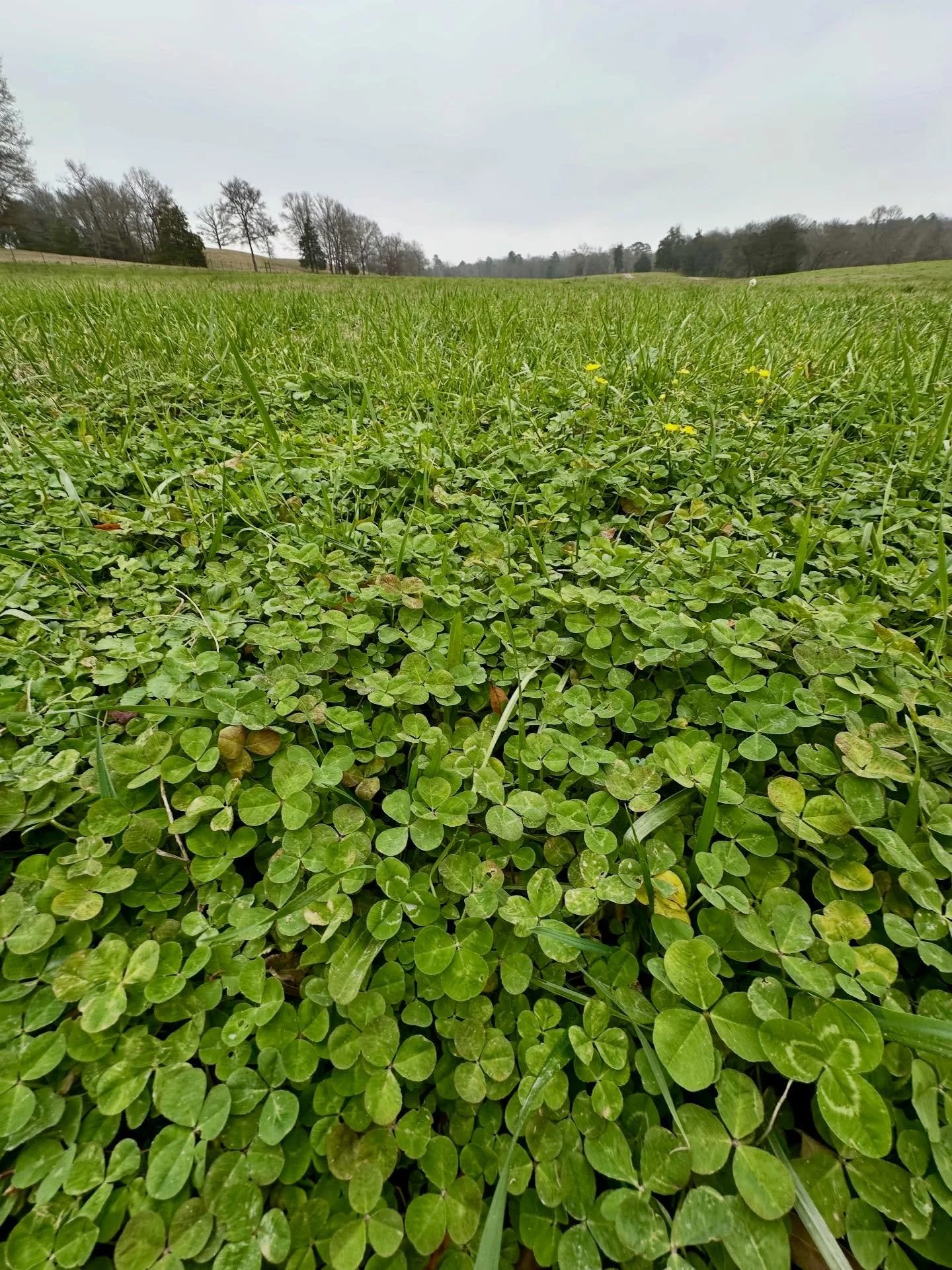 Current forage on Live Healthy Farms

Good morning 🌞