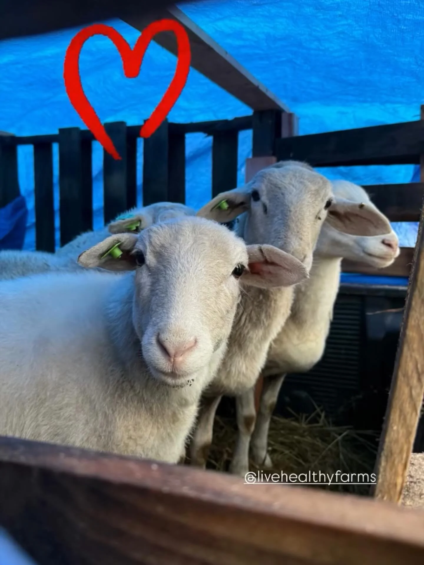 Well&hellip; our dear friends @kevin_armentrout and @daniellelipski brought us five precious sheep from their farmstead of @armentroutacres Armentrout Acres. 

I looked at them and said &ldquo; there&rsquo;s no way we can eat them&rdquo; 💆🏻&zwj;♀️?