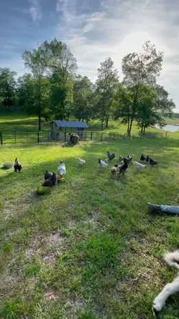 A farm scene with a small blue barn, a fenced area, trees, and several chickens roaming on grassy land during daytime.