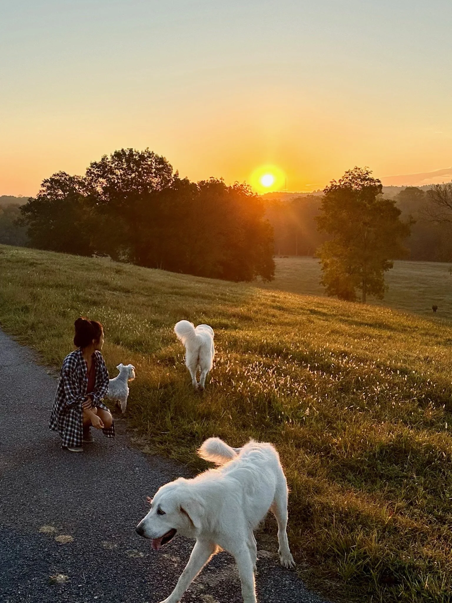 A woman kneeling on a road with three dogs during a sunset over a grassy field with trees in the background.