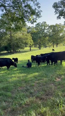 Person sitting in a field surrounded by cows and trees under a clear sky.