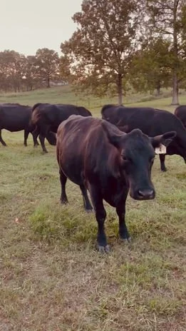 A group of black cows standing on a grassy field with trees in the background.