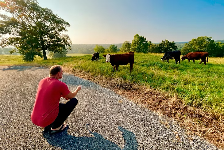 A man crouching on the side of a paved road, facing a field with cows grazing, in a rural landscape under a clear blue sky. Live Healthy Farms - Hot Springs, AR