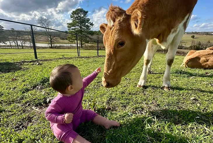 A baby in a purple outfit reaching out to a brown and white cow in a green field on a sunny day. FIELD TRIPS Live Healthy Farms - Hot Springs, AR