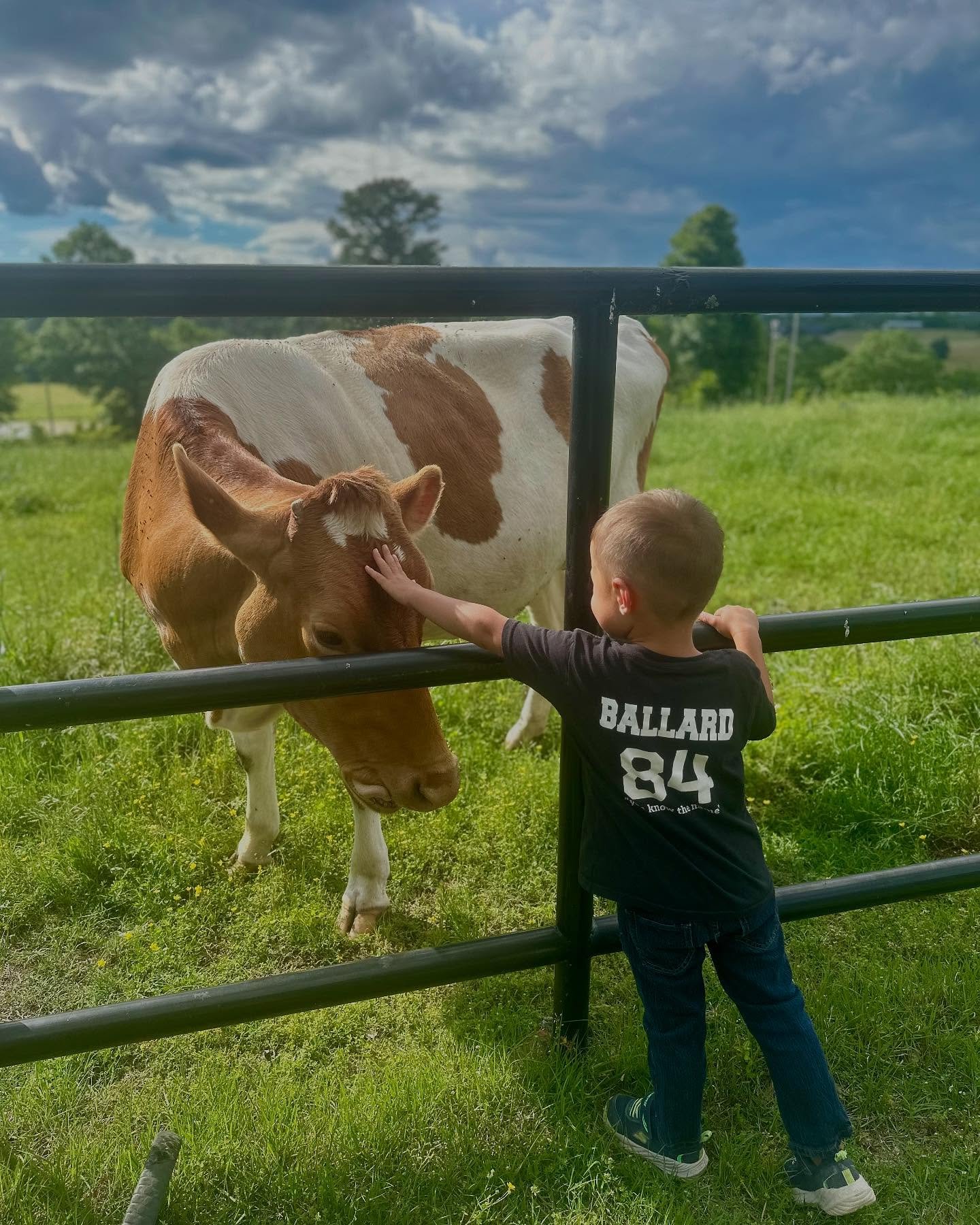 A young boy petting a cow through a black metal fence in a green field. Live Healthy Farms - Hot Springs, AR