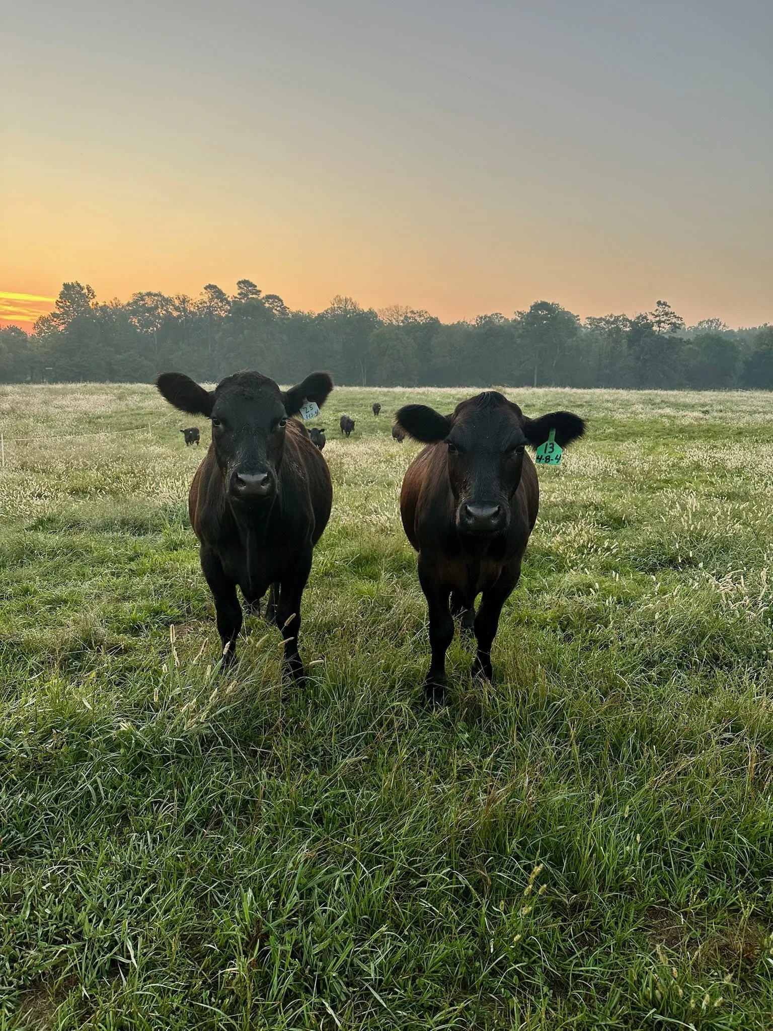 Two black calves standing in a grassy field at sunset, with more calves grazing in the background and trees along the horizon.