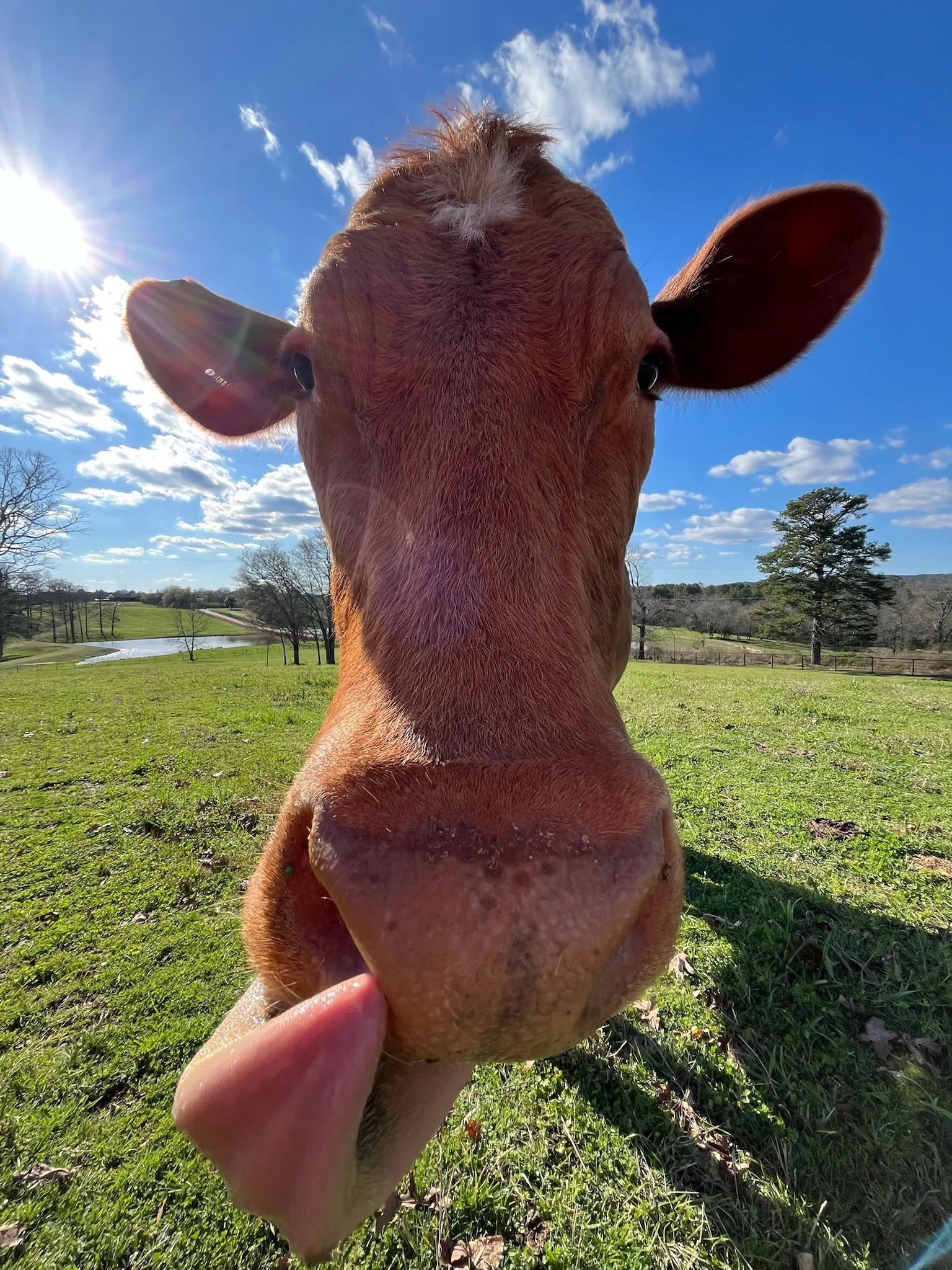 Close-up of a cow's face with a person rubbing its chin in a green field under a bright blue sky with clouds and the sun.