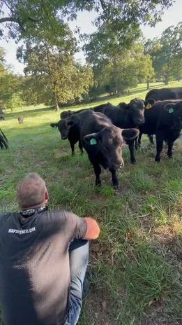 A person crouching on grass facing a group of black cows in an open field with trees in the background.
