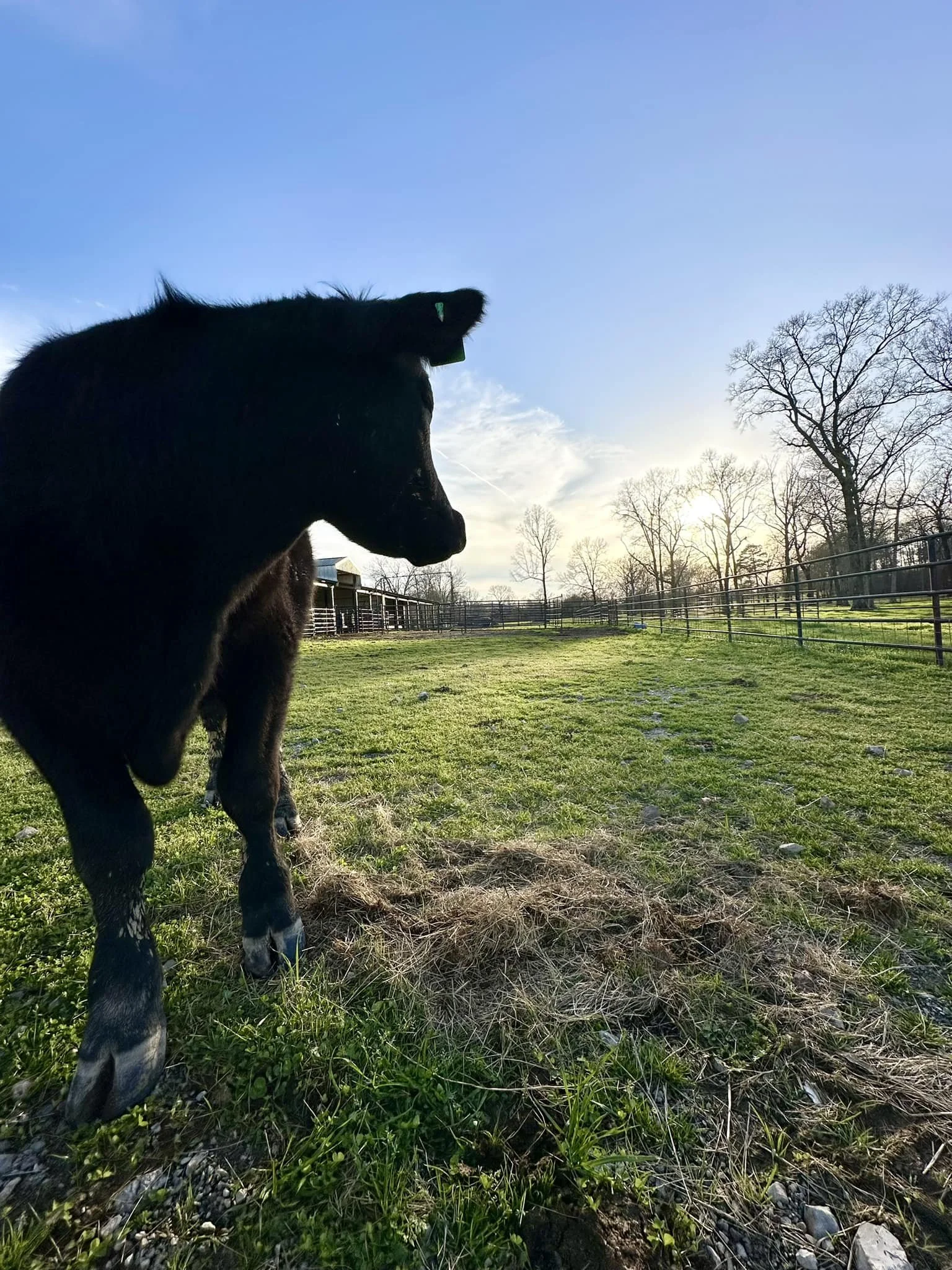 A black calf standing in a grassy field on a sunny day with a clear blue sky and leafless trees in the background. Live Healthy Farms - Hot Springs, AR