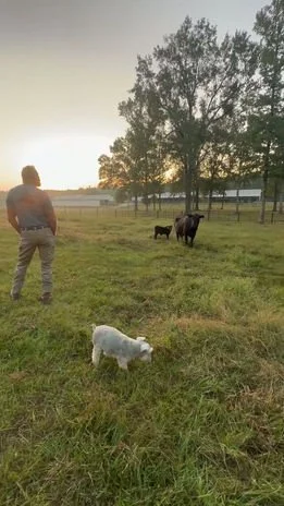 A man standing in a grassy field with a small white dog in the foreground and two horses, one black and one dark brown, near some trees in the background, during sunset.
