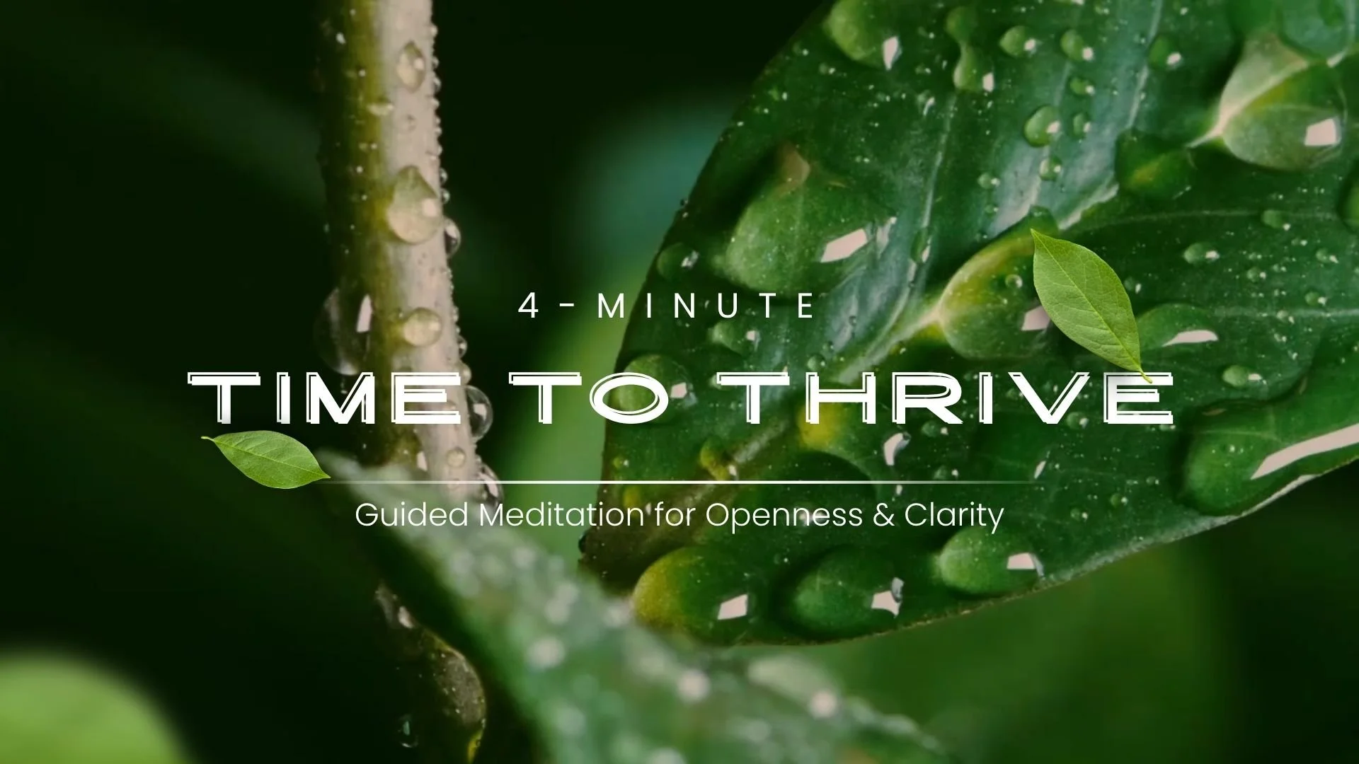 Green and White Simple Nature Relaxing Intro Video.jpg