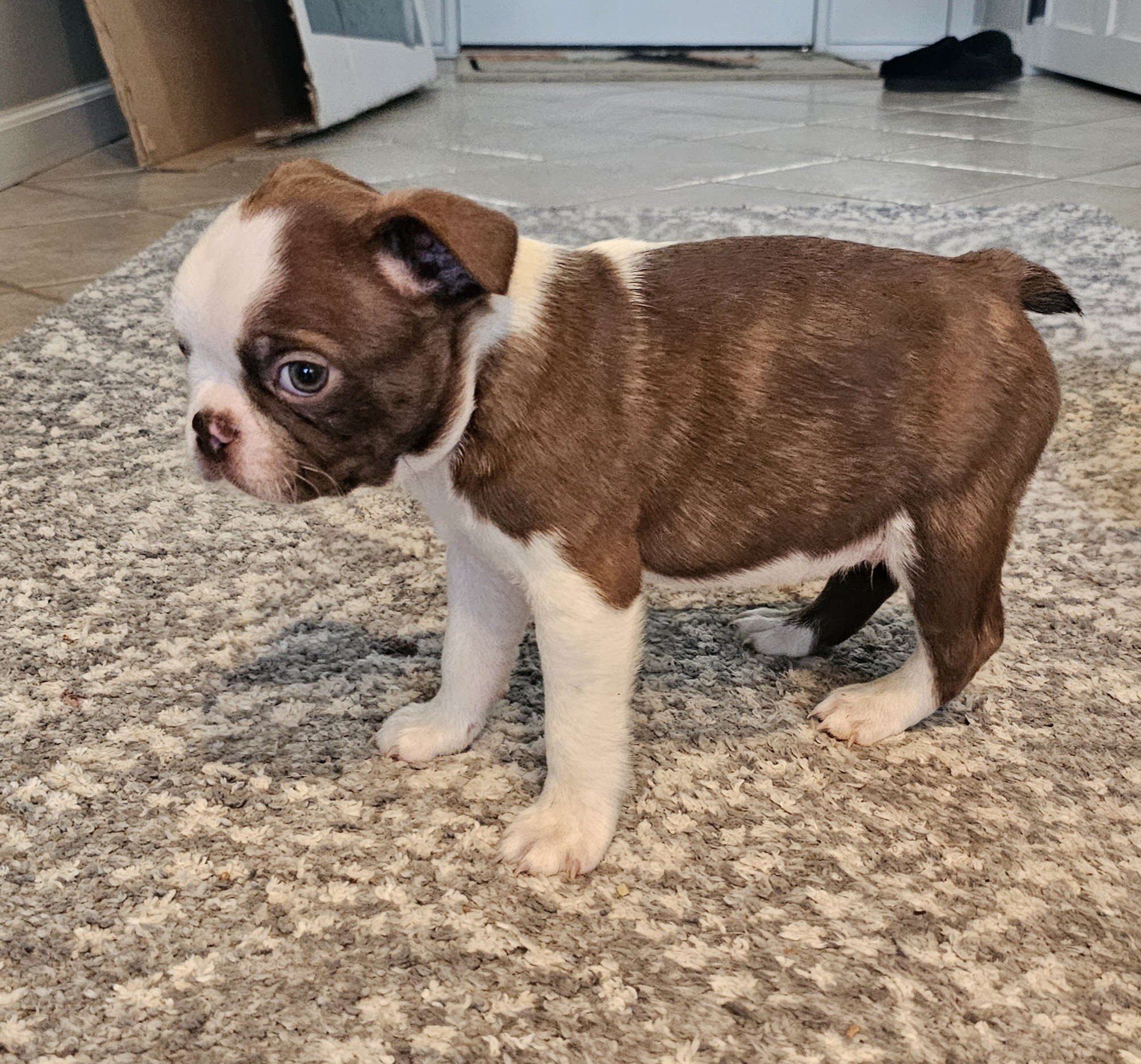 Chocolate Boston Terrier puppy sitting on stairs
