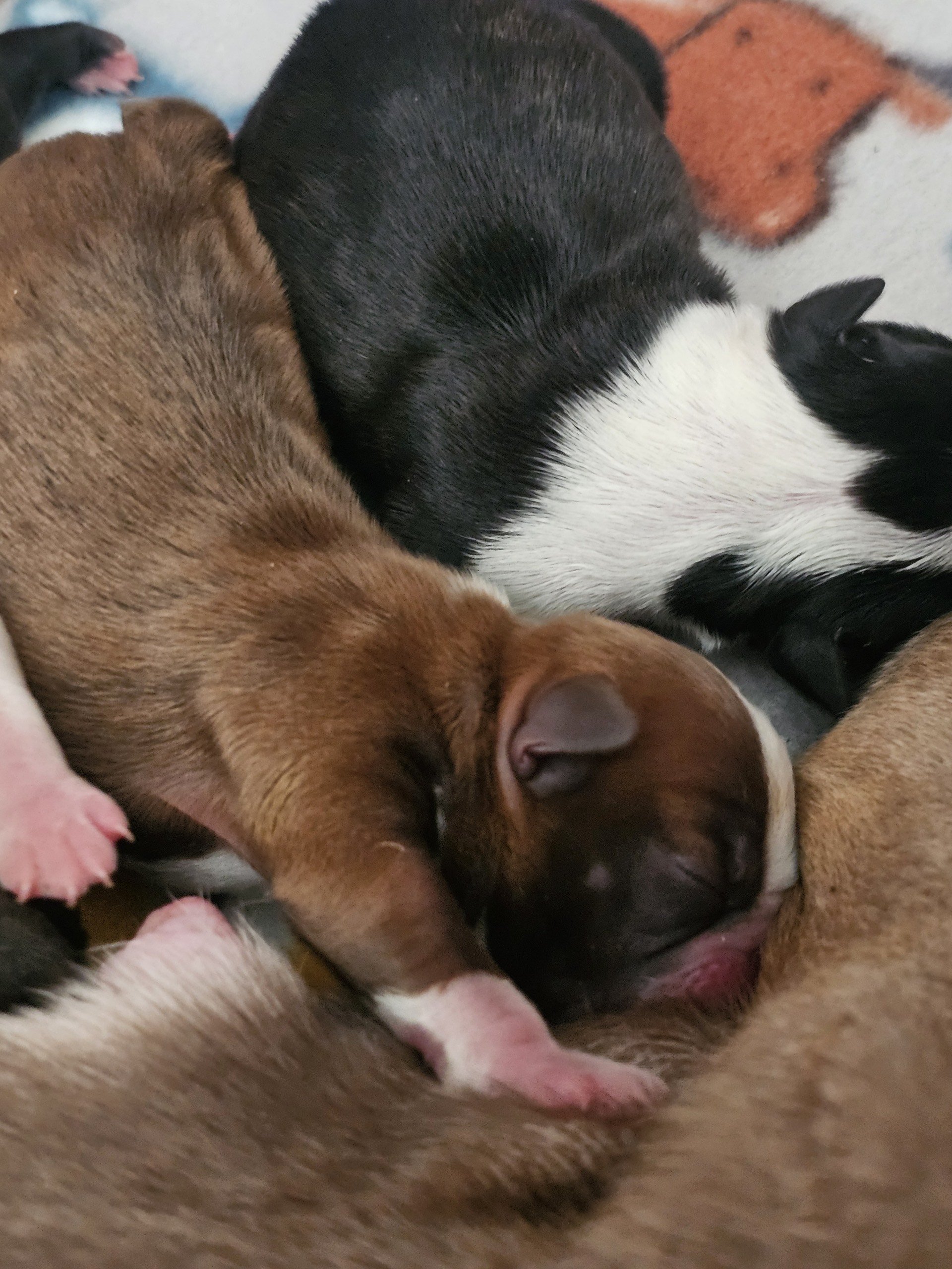 Puppies Born in November!