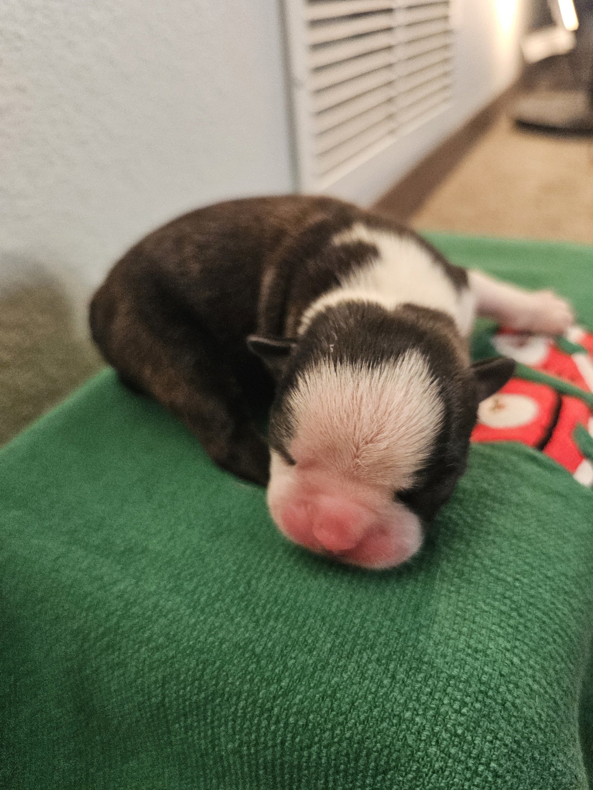 June’s November 17th Litter: Gender Confirmation &amp; Puppy Pattern Guide