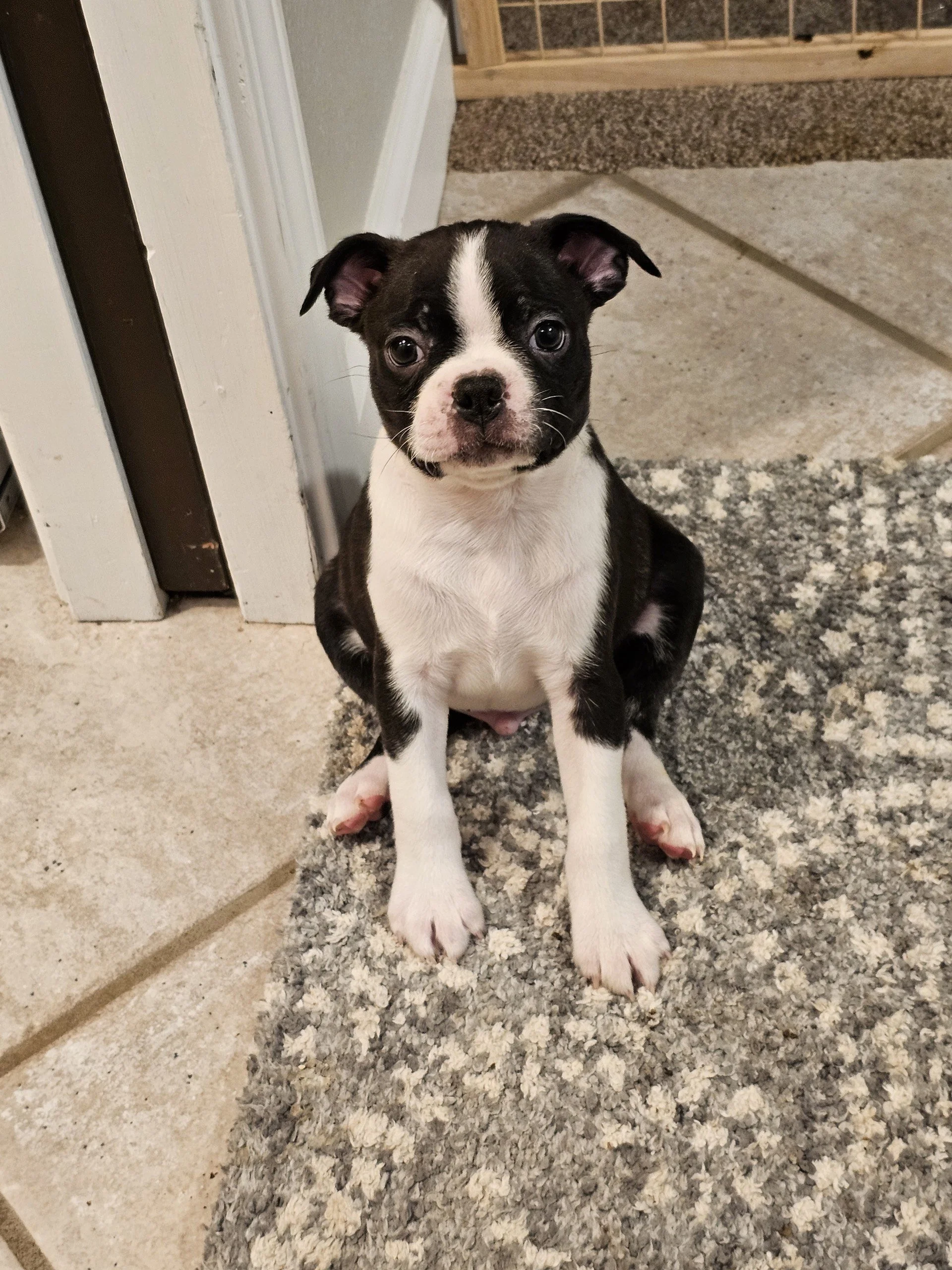 Playful Boston Terrier puppy indoors, confident and socialized in home environment