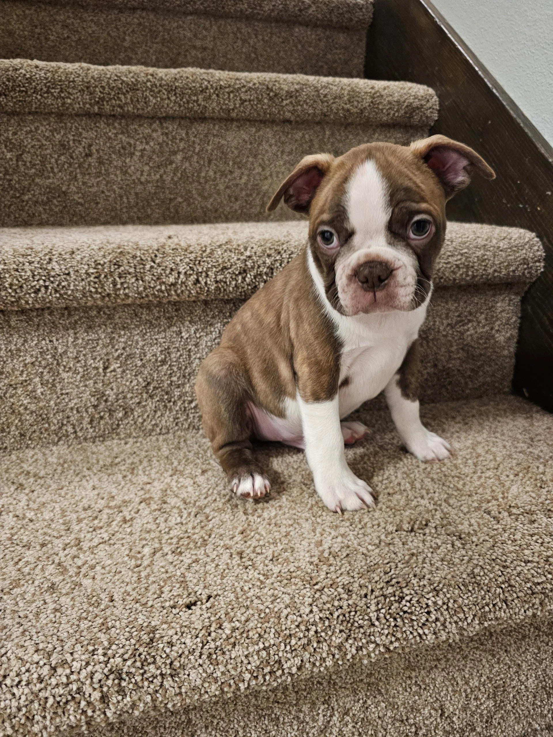 Brown and white Boston Terrier puppy sitting on stairs, calm and people-focused temperament