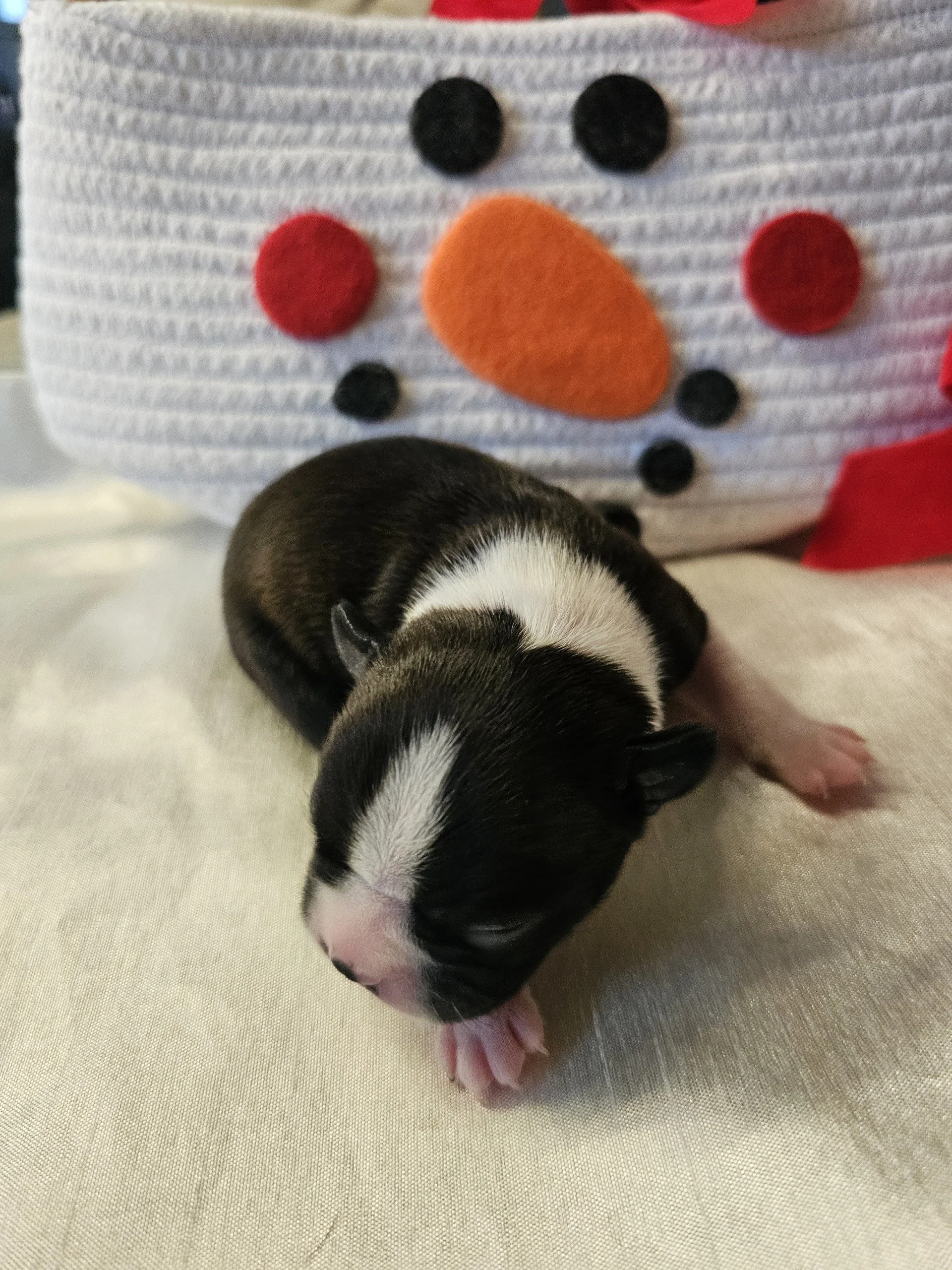 Black and white Boston Terrier newborn puppy with a white blaze on the forehead, posed in front of a snowman decoration.