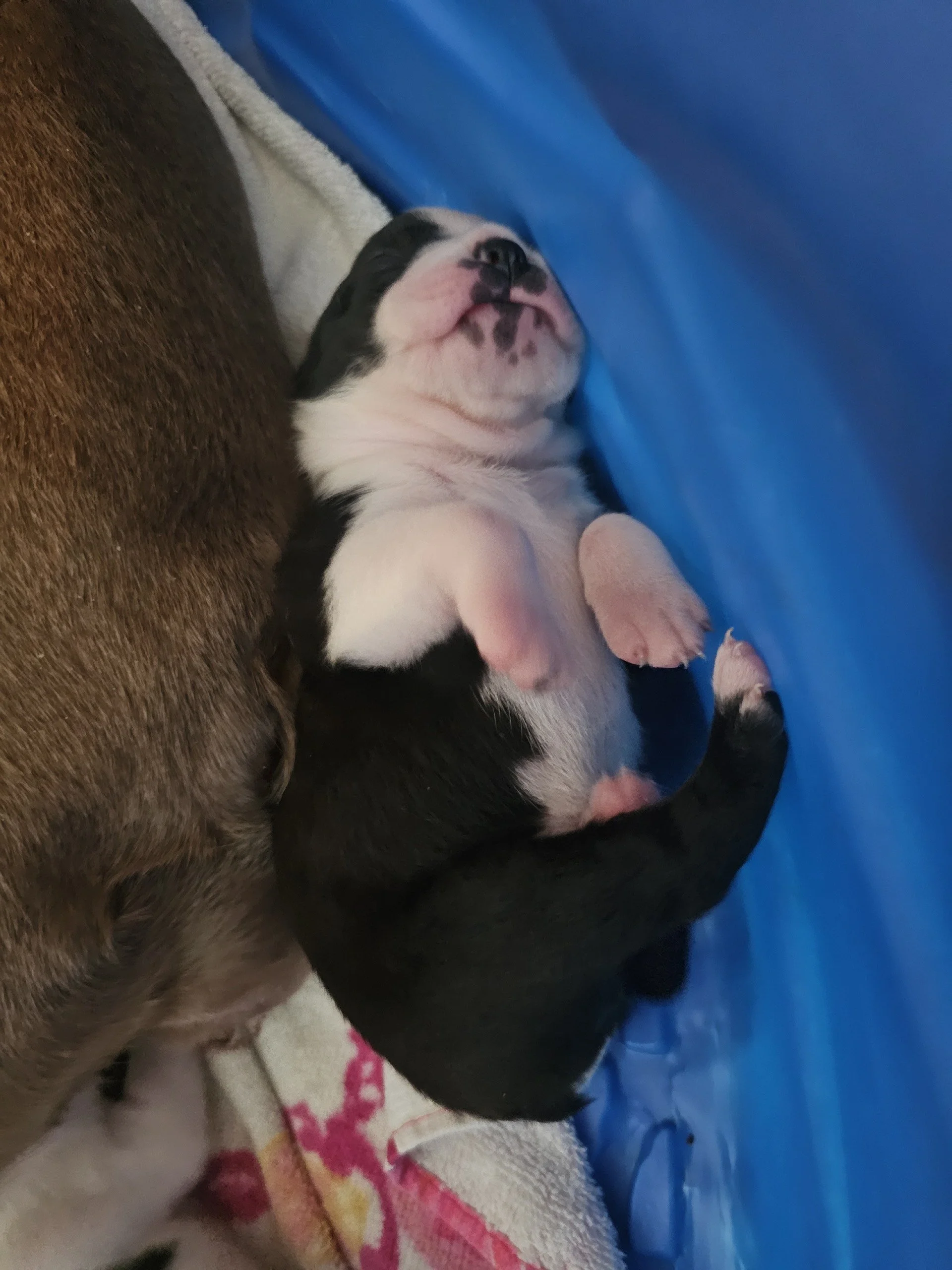 Newborn black and white Boston Terrier puppy sleeping on its back with tiny paws curled, resting beside its mother.