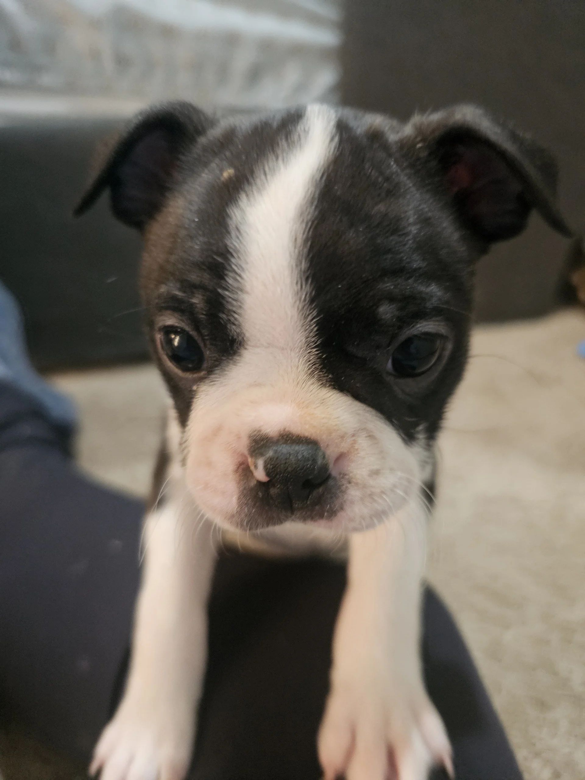 Boston Terrier puppy with open facial structure and bright eyes, raised for emotional stability