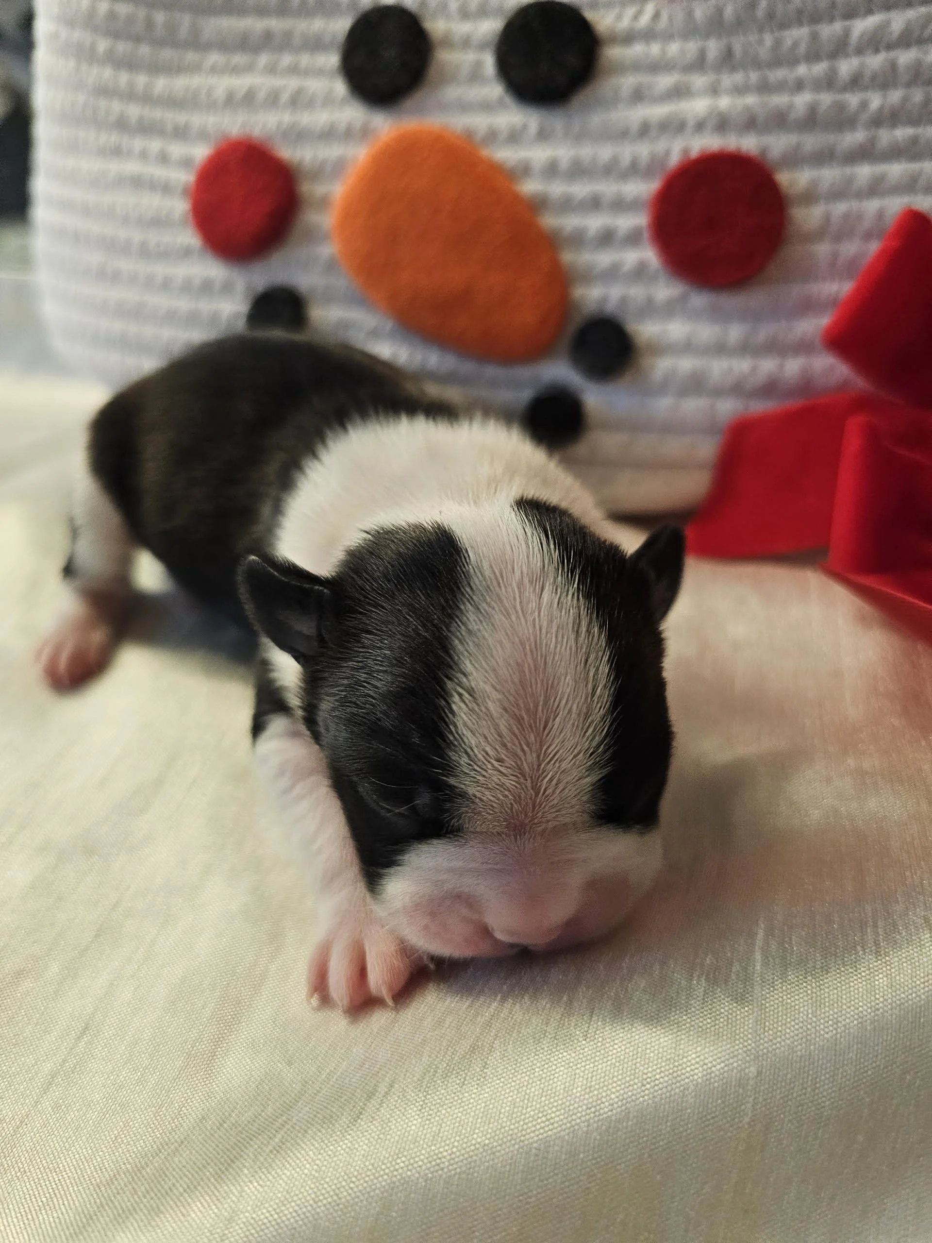 Close-up of a newborn black and white Boston Terrier puppy resting with eyes closed in front of a snowman decoration.