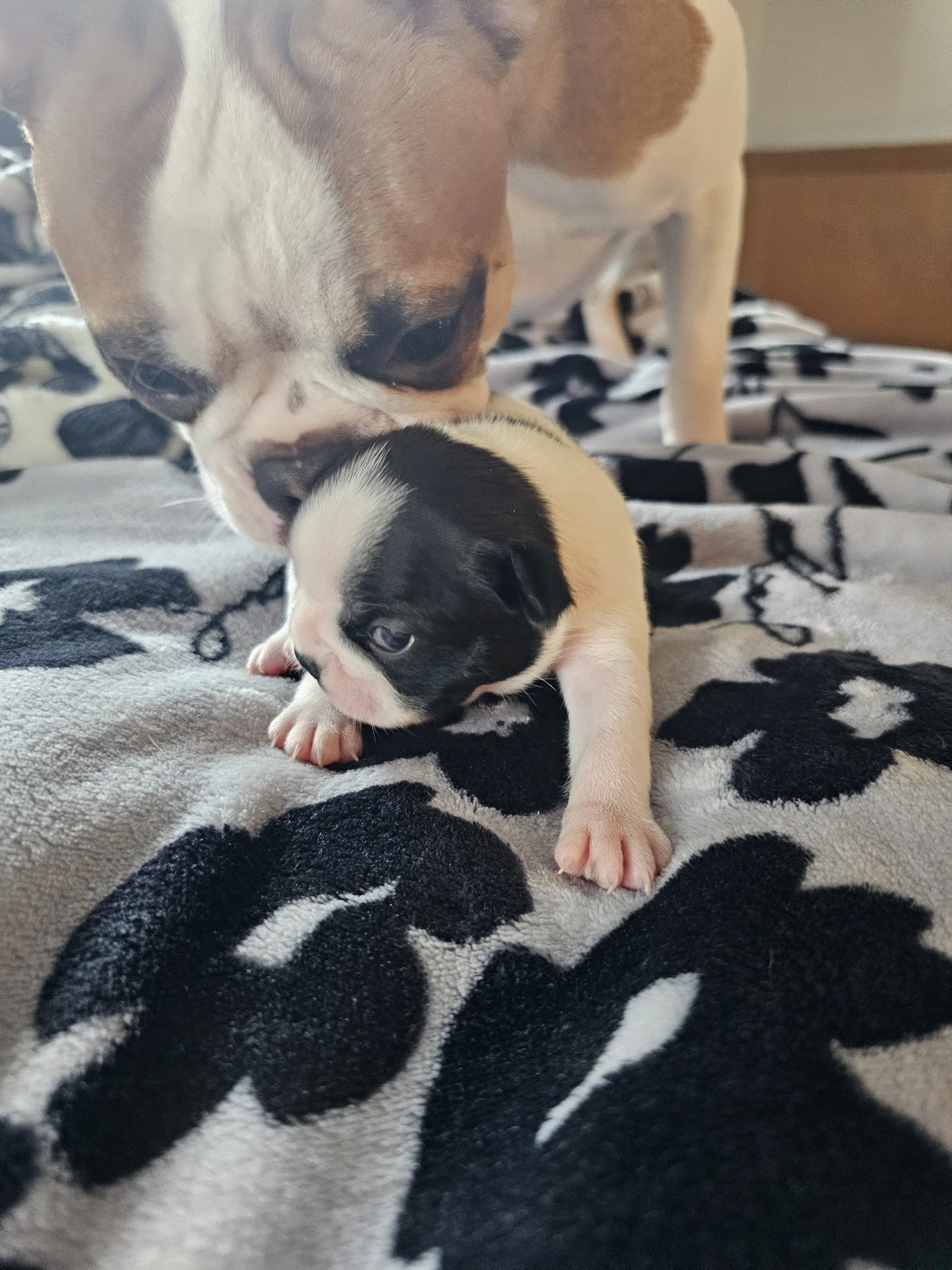 Adult Boston Terrier gently nuzzling a tiny black and white newborn puppy on a floral blanket.