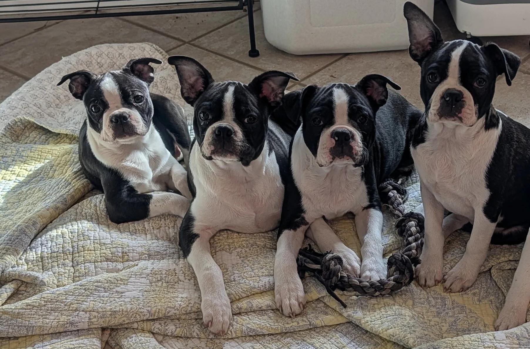 Group of Boston Terrier puppies sitting together, raised for calm temperament and healthy breathing, available now from Washington breeder