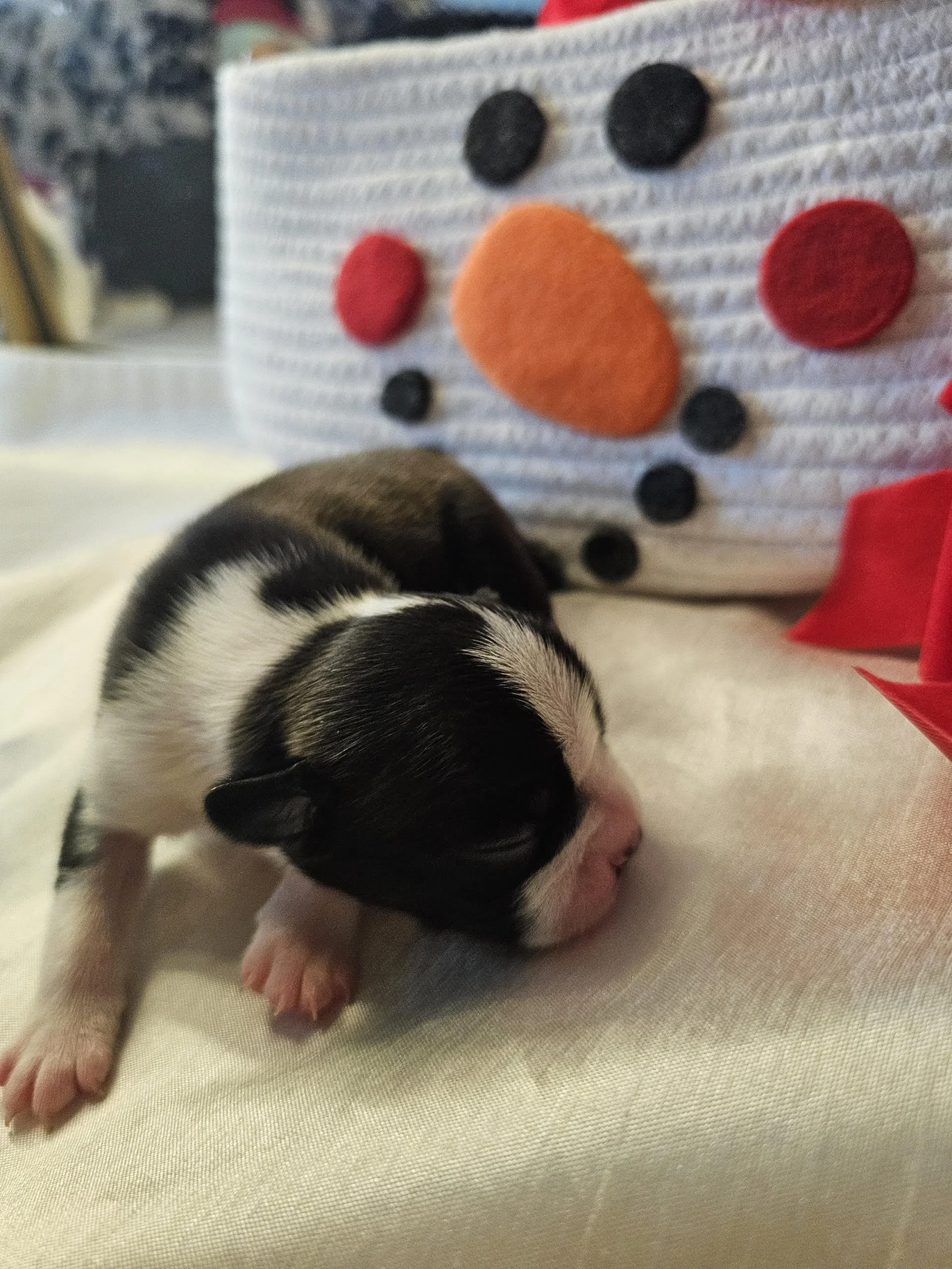 Tiny black and white Boston Terrier puppy lifting its head slightly on a white blanket near a snowman-themed basket.