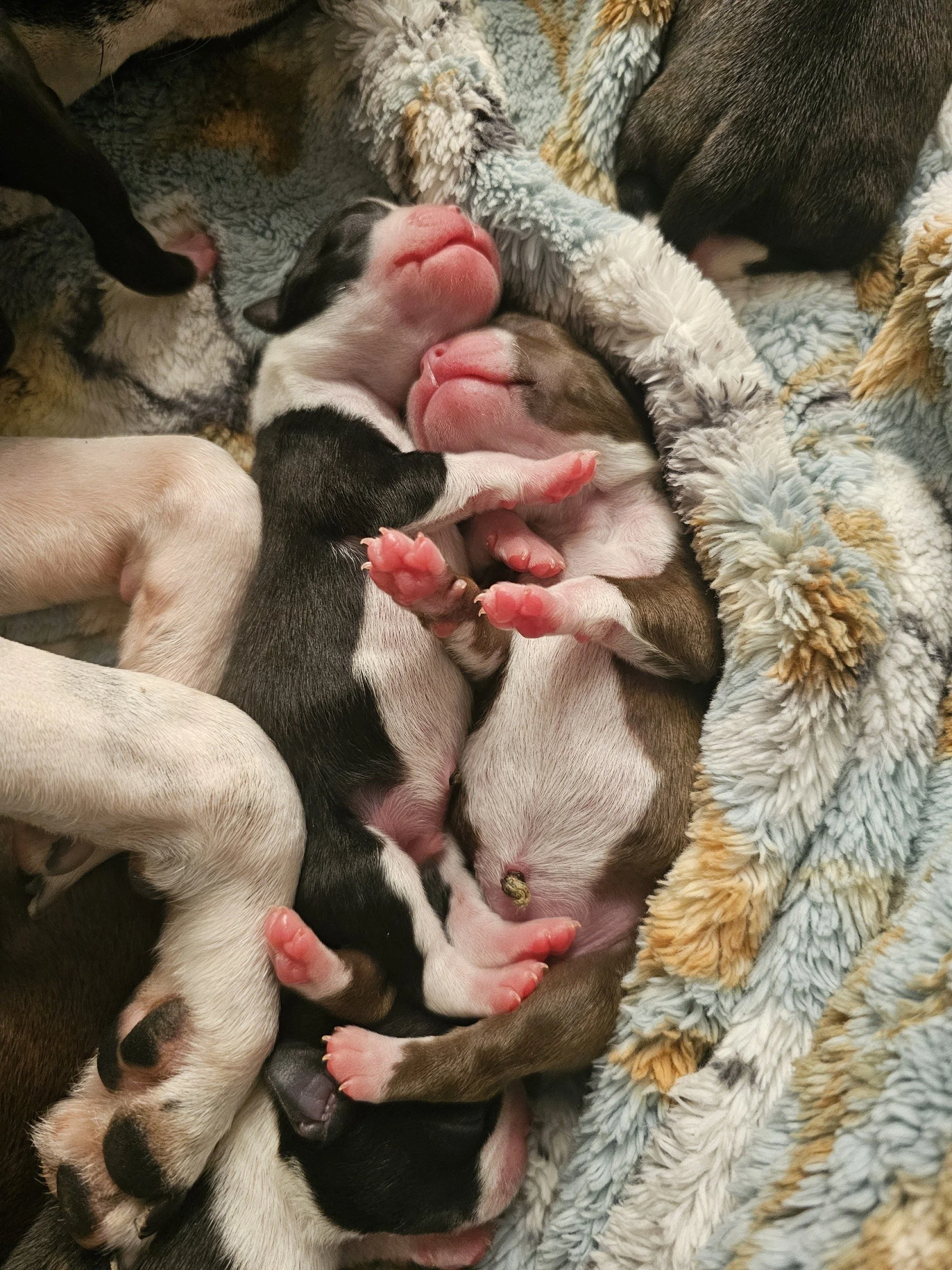 Newborn chocolate and white and black and white Boston Terrier puppies cuddled together on a fuzzy blanket with their pink paws visible.