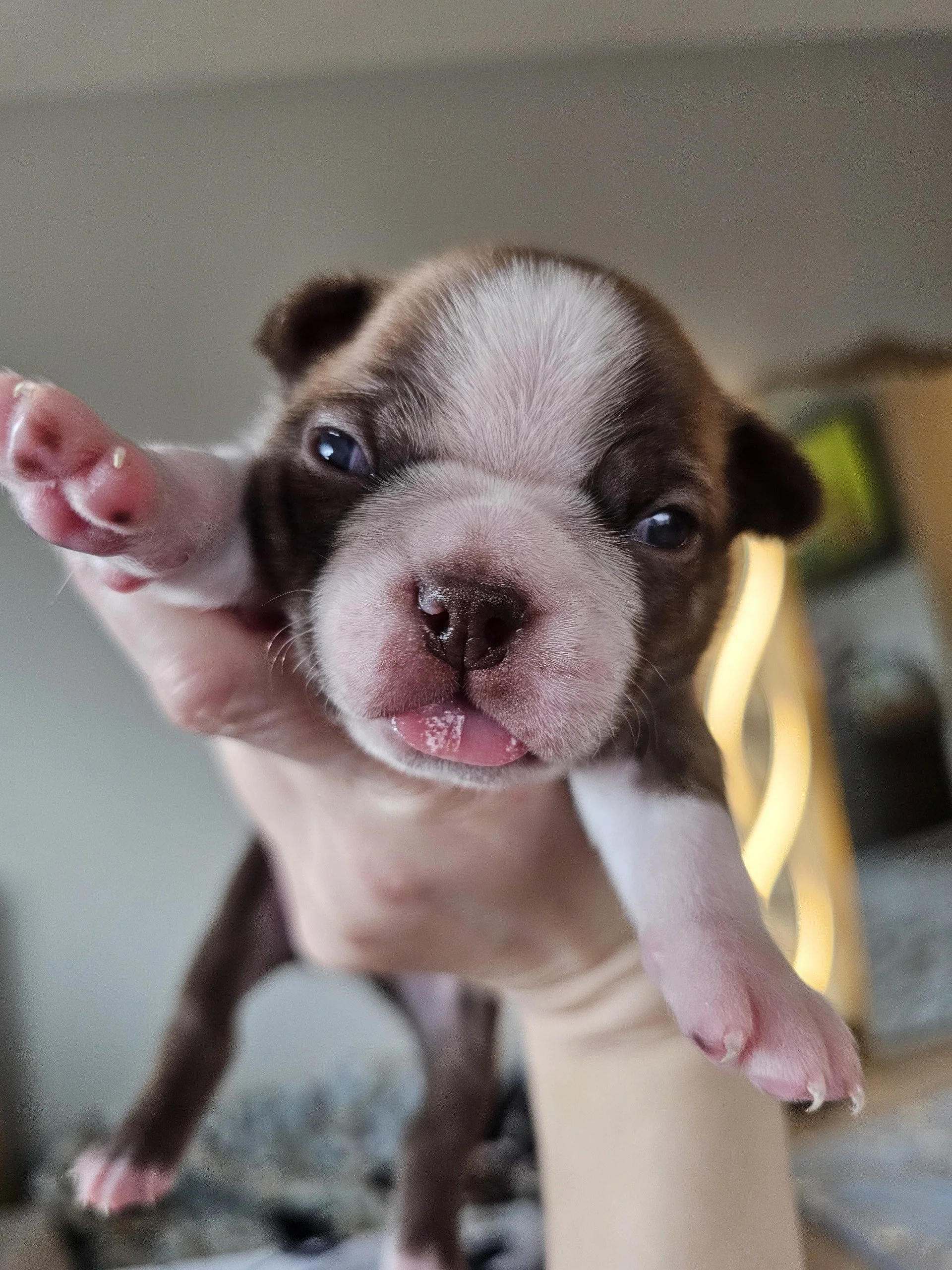 Close-up of a chocolate and white Boston Terrier puppy being held up, eyes open with tongue sticking out.