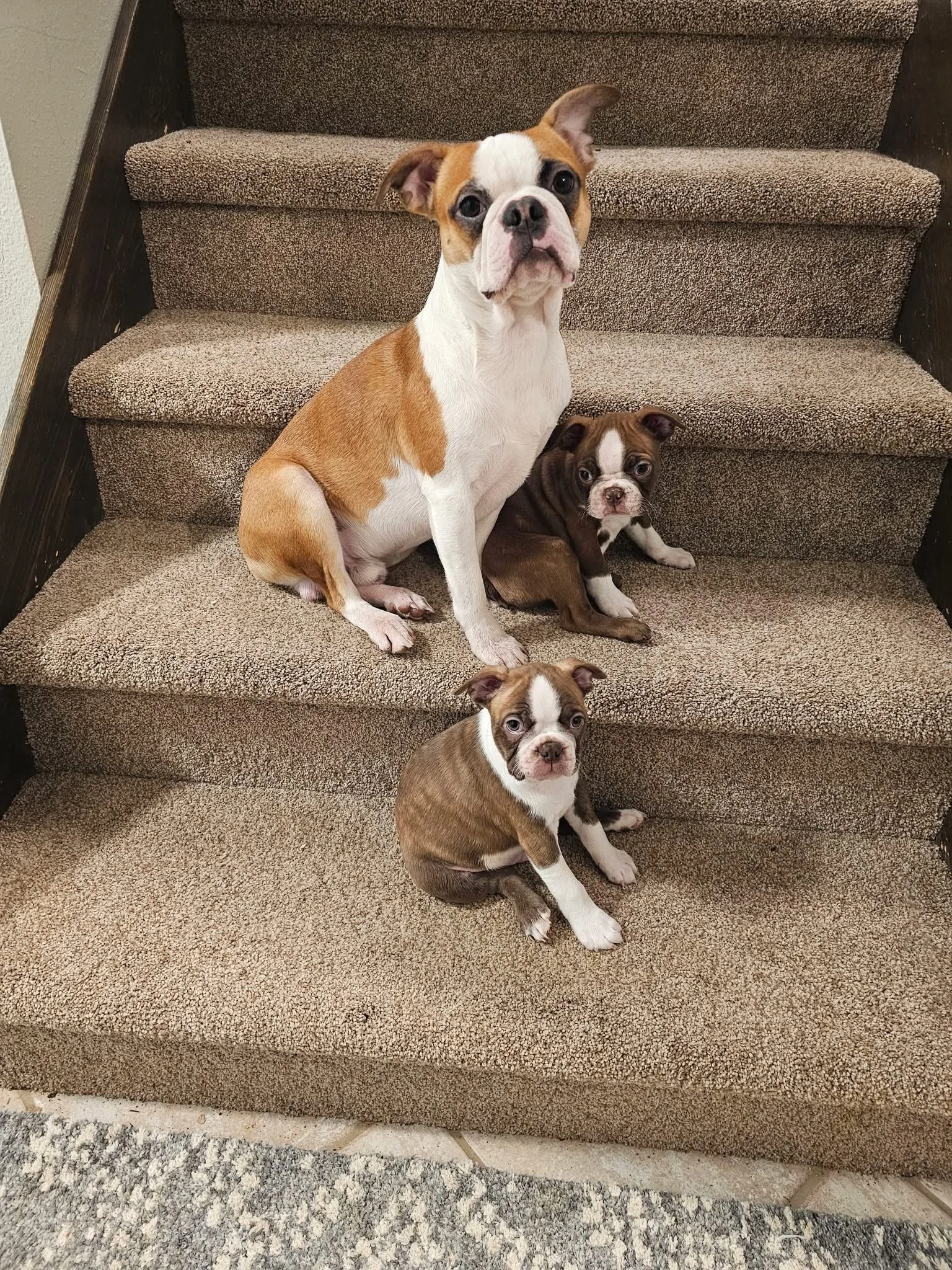 Boston Terrier with puppies on stairs