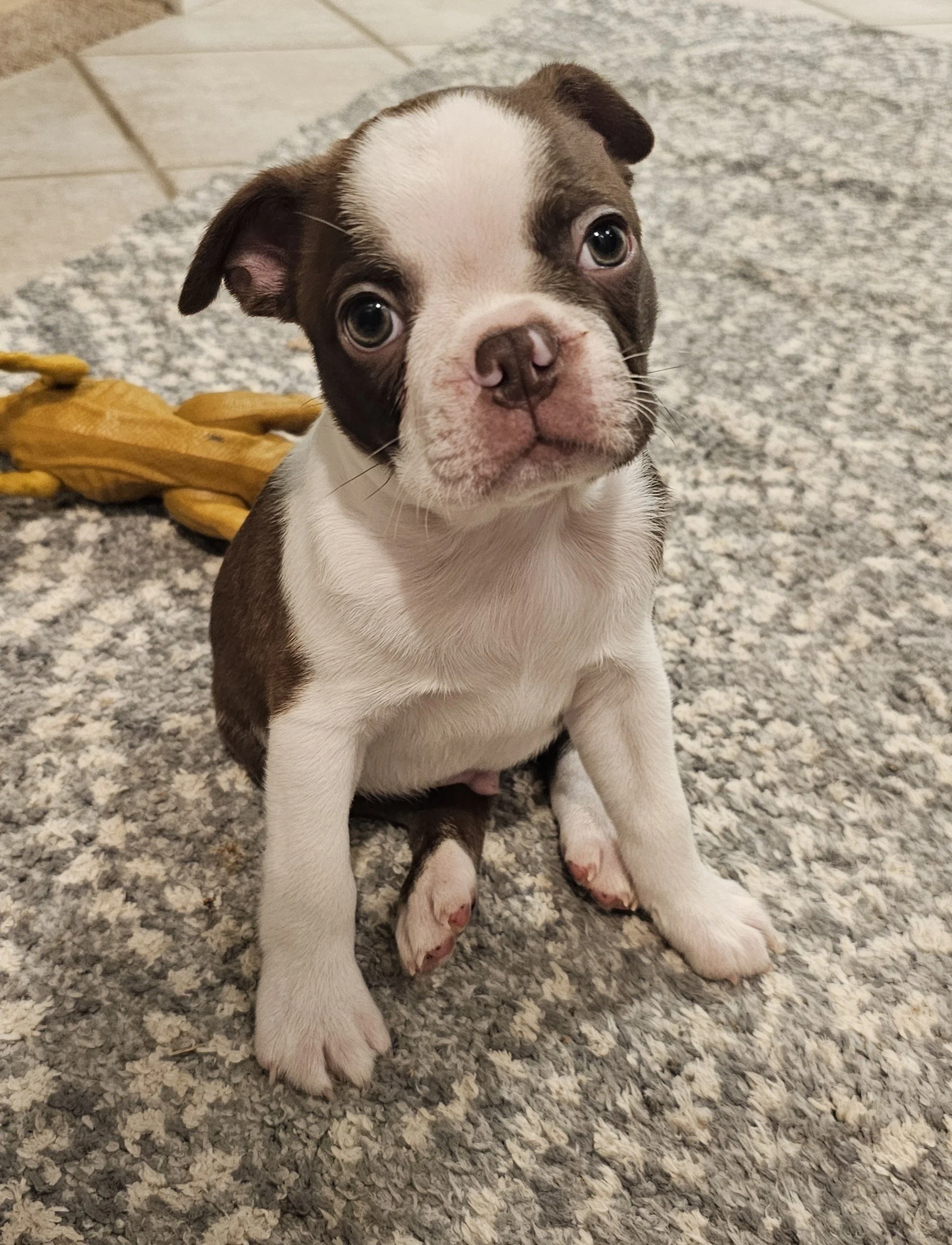 Boston Terrier puppy sitting attentively, intelligent and human-focused demeanor