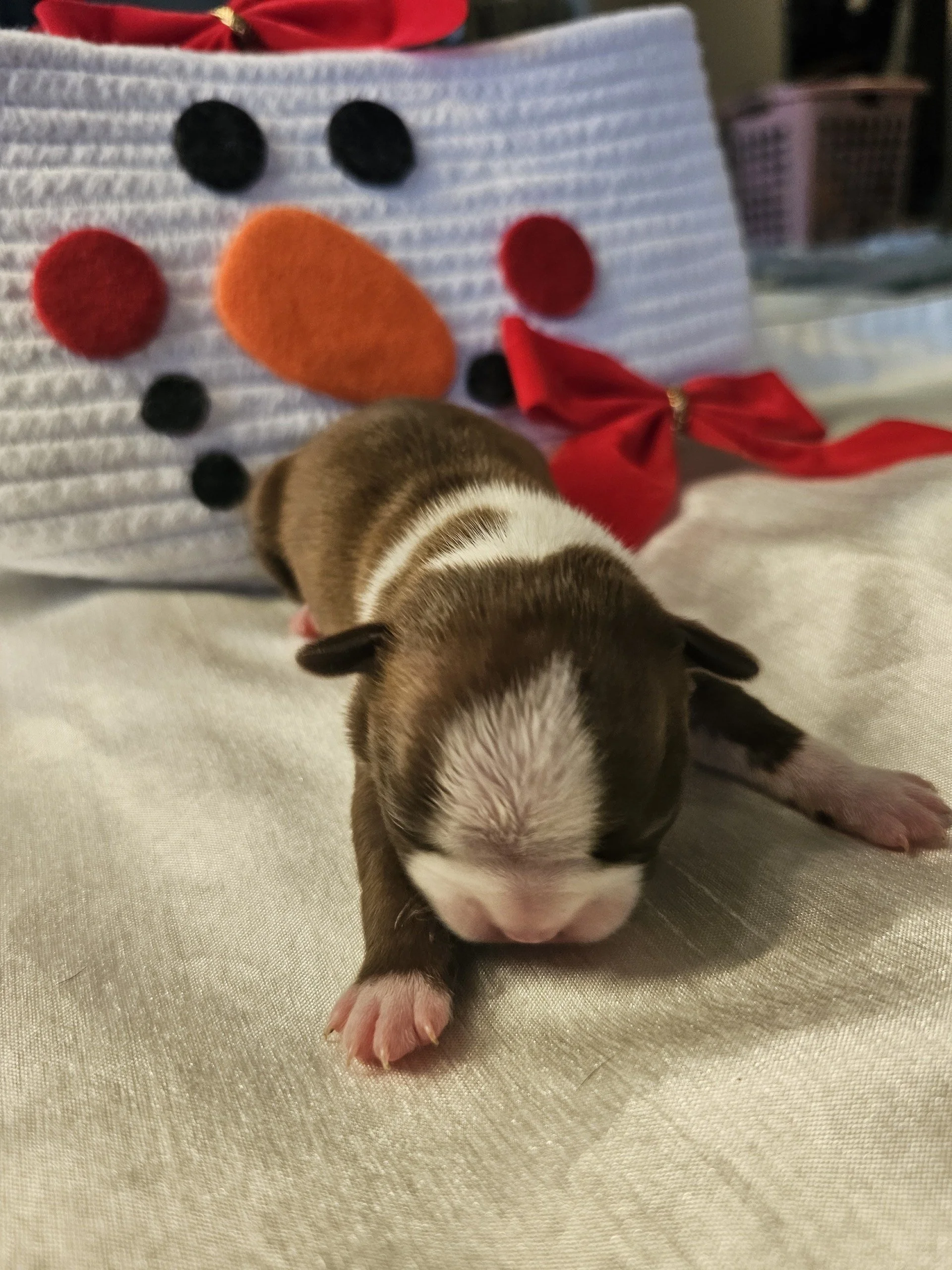 Newborn chocolate and white Boston Terrier puppy with a wide white blaze on the forehead, posed on a white blanket with a snowman backdrop.