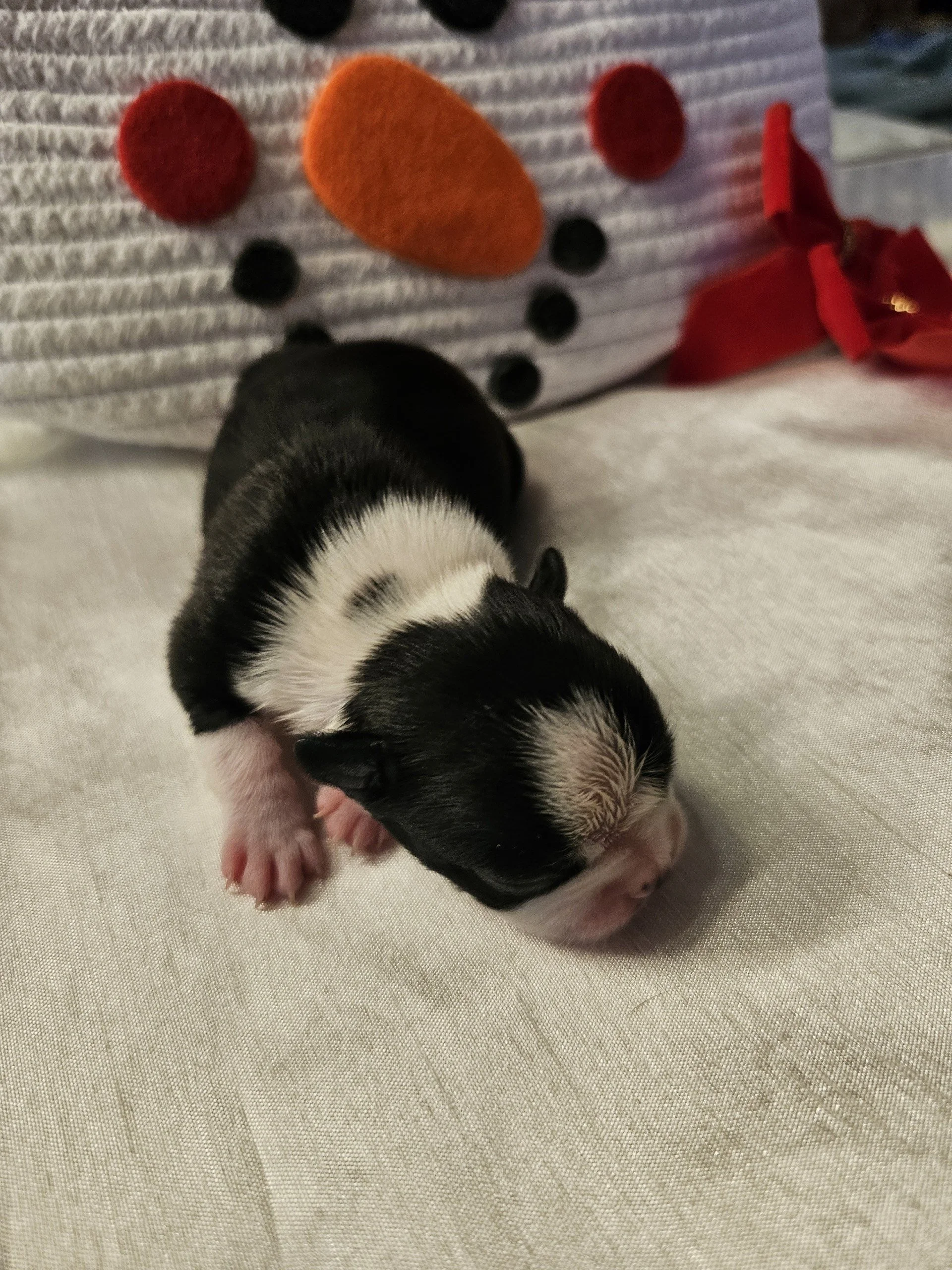 Newborn black and white Boston Terrier puppy lying on a white blanket in front of a snowman-themed basket, eyes closed.