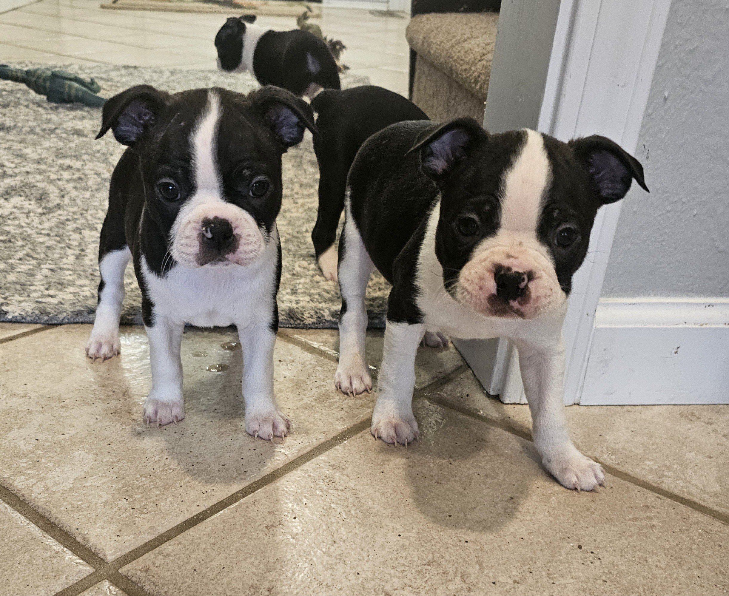 Black and white Boston Terrier puppy surrounded by toys