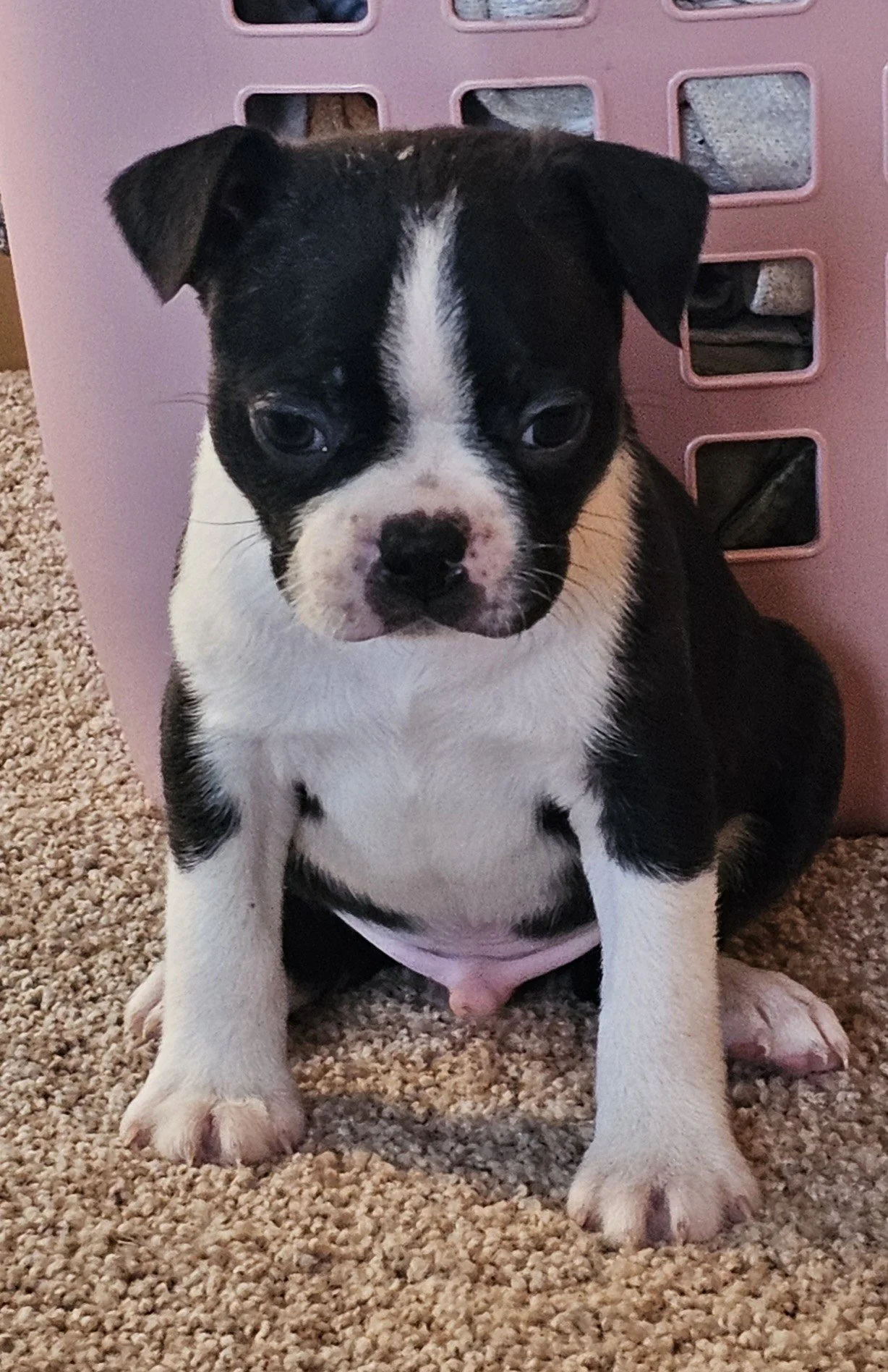 Black & white Boston Terrier puppy sitting calmly indoors, bred for affectionate temperament and healthy breathing