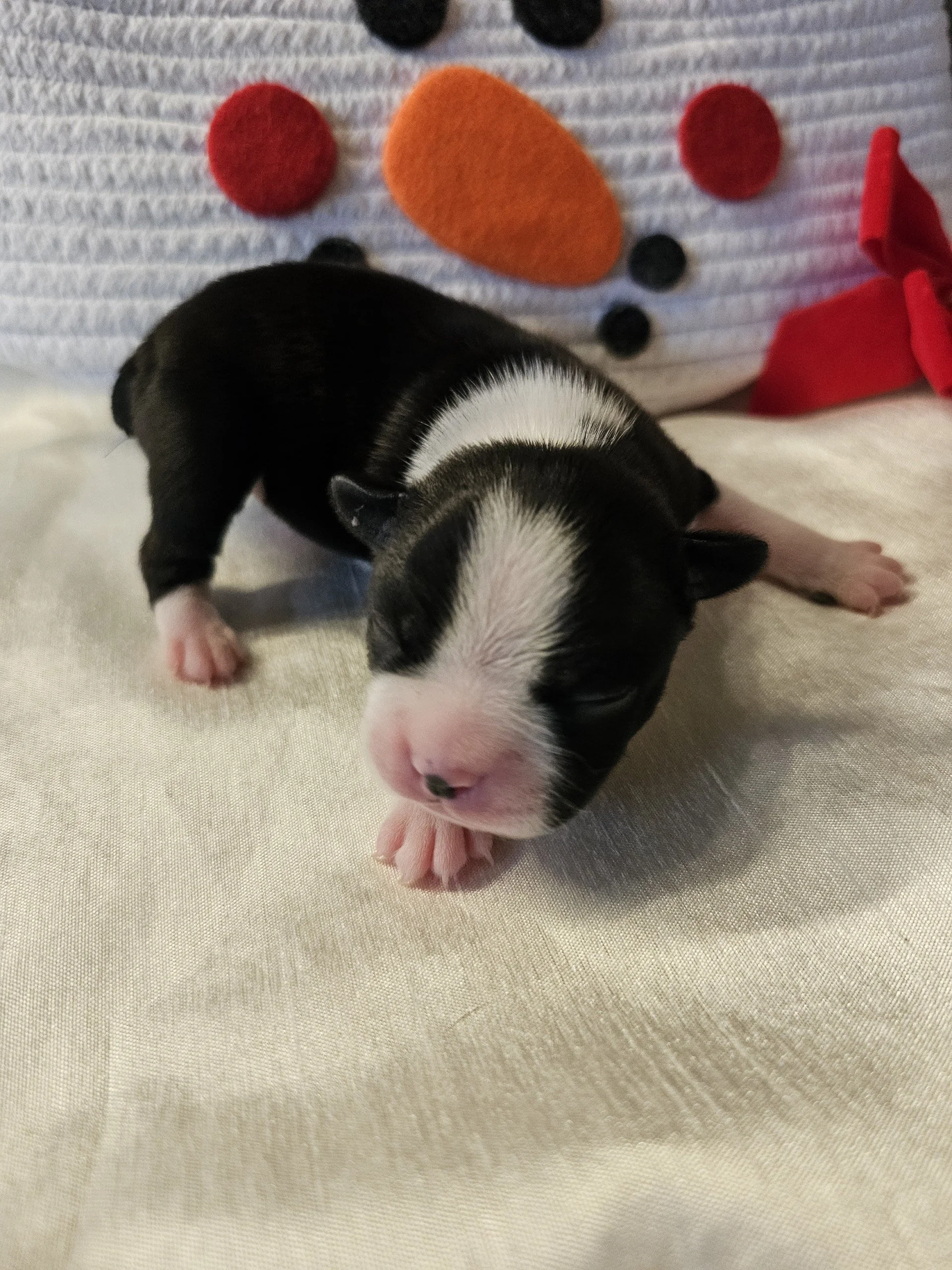 Small black and white Boston Terrier puppy sleeping on a white surface with a snowman basket and red bow behind it.