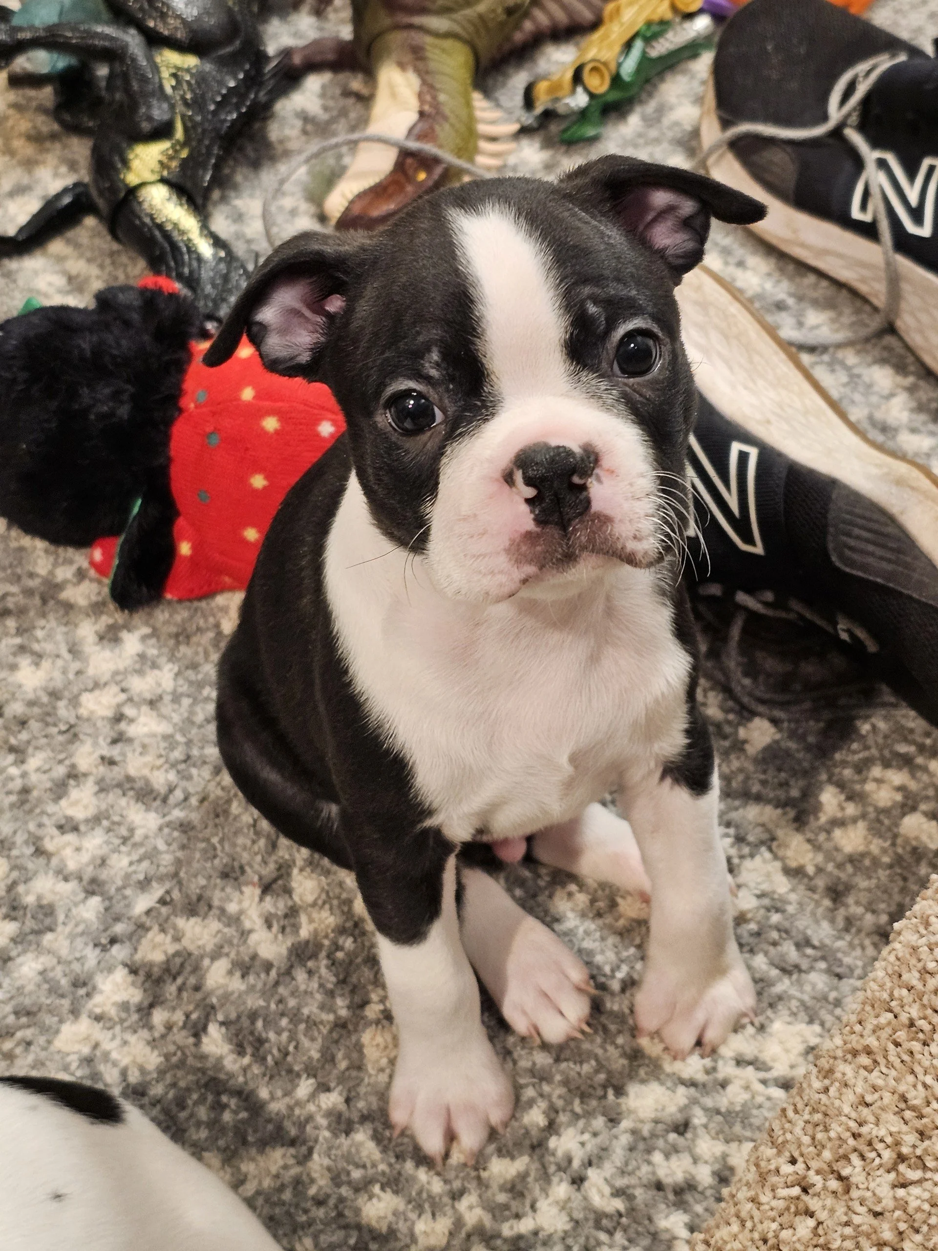 Boston Terrier puppy close-up highlighting balanced facial features and relaxed expression