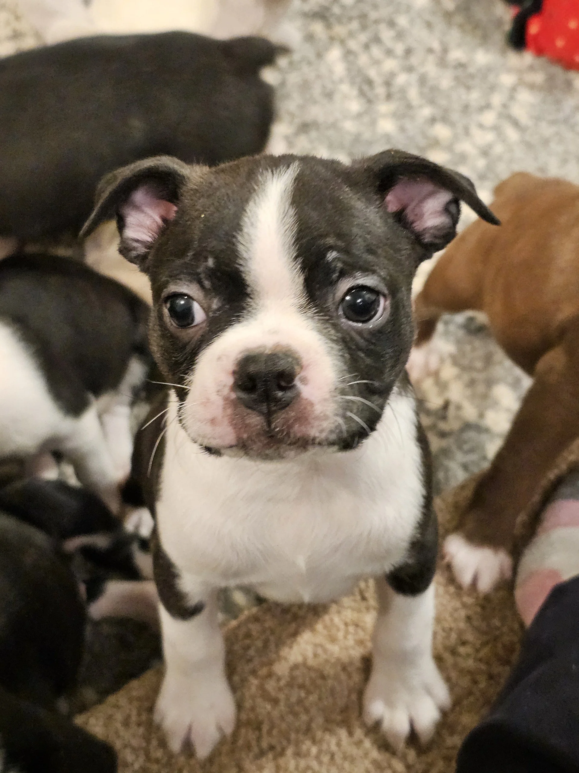 Boston Terrier puppy engaging calmly with surroundings, bred for affection and stability