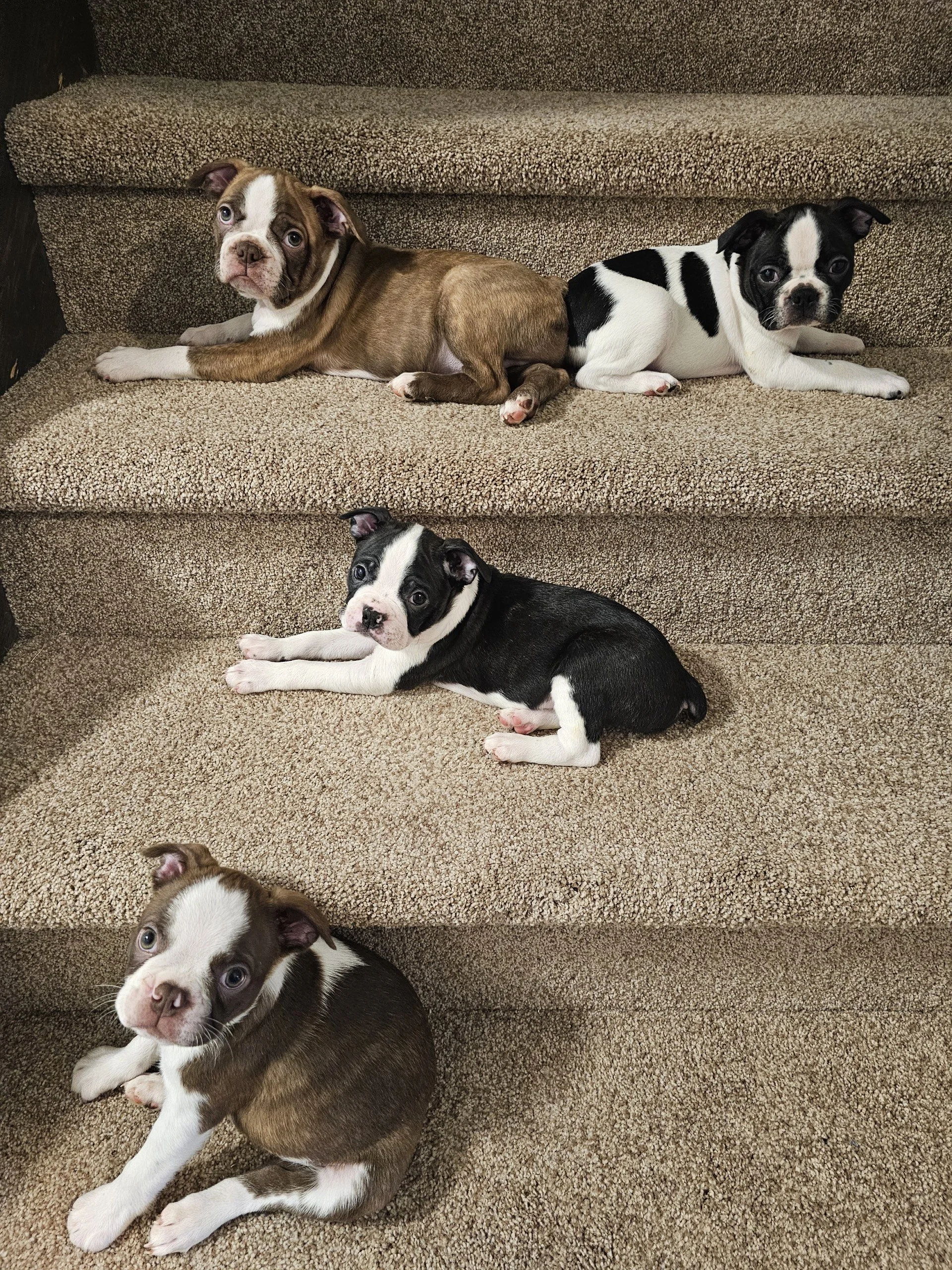 Chocolate and black Boston Terrier puppies sitting together