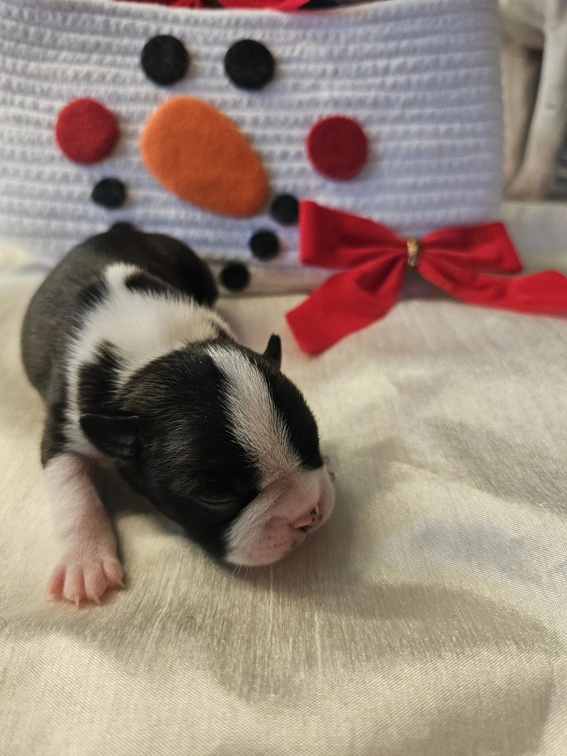 Newborn Boston Terrier puppy with black and white markings curled on a white blanket in a holiday snowman setup.