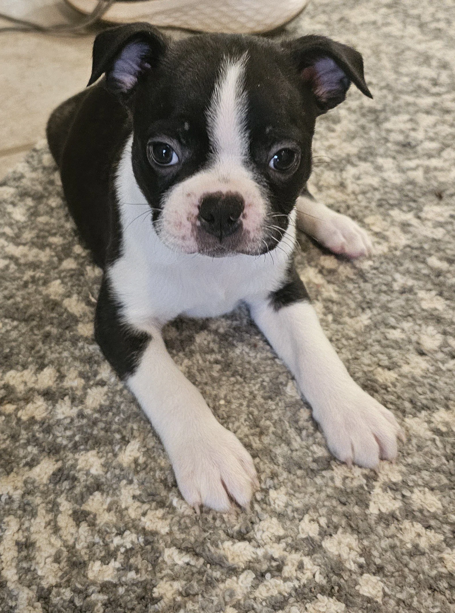 Young Boston Terrier puppy showing confident, curious expression and gentle personality