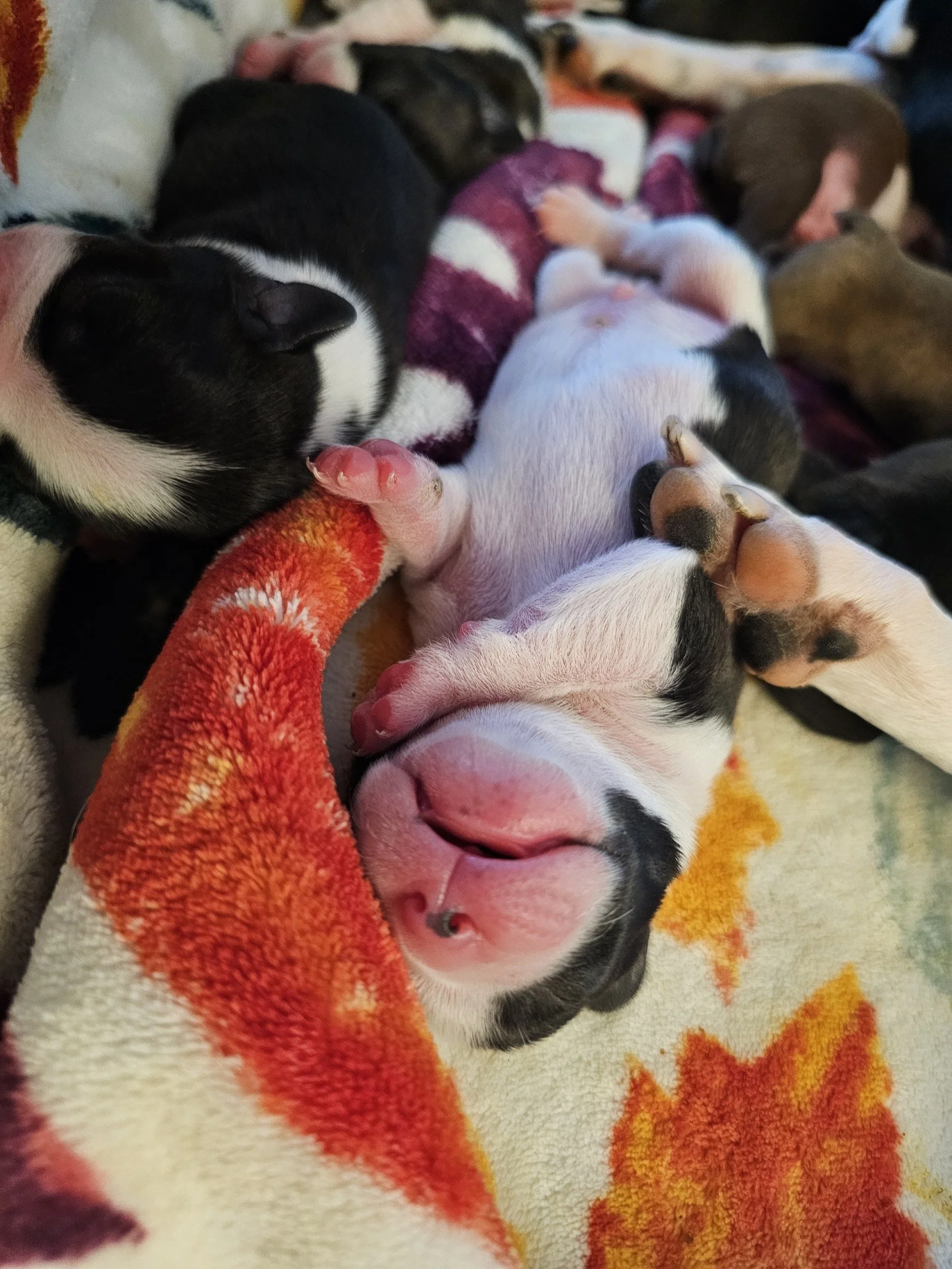 Black and white Boston Terrier newborn puppy lying on its back with pink paws raised, surrounded by littermates on a colorful blanket.