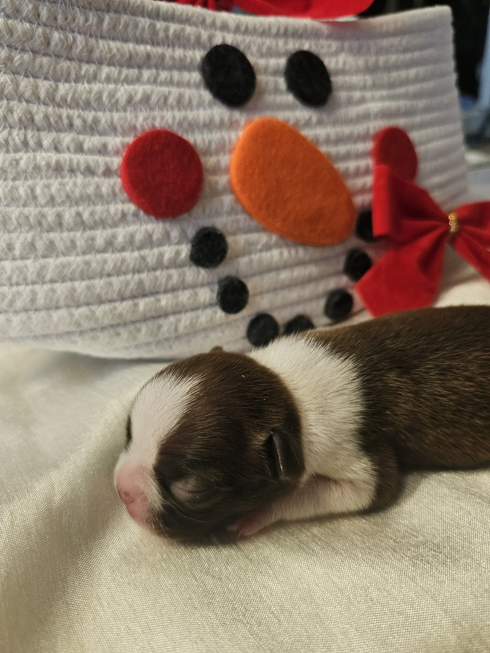 Newborn brown and white Boston Terrier puppy resting on a white blanket with red bows and a snowman backdrop.
