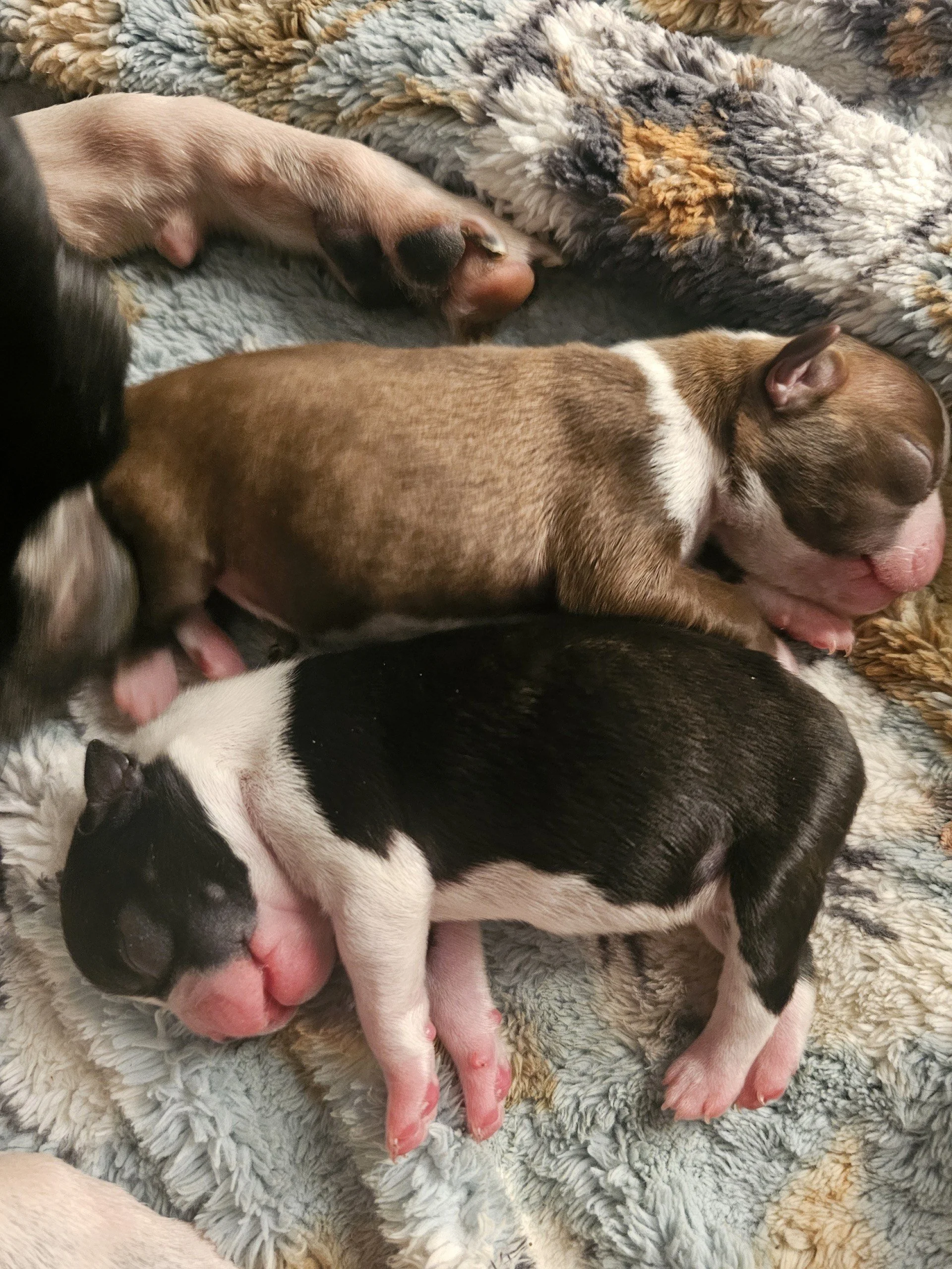 Two newborn Boston Terrier puppies, one chocolate and white and one black and white, sleeping on a soft patterned blanket.