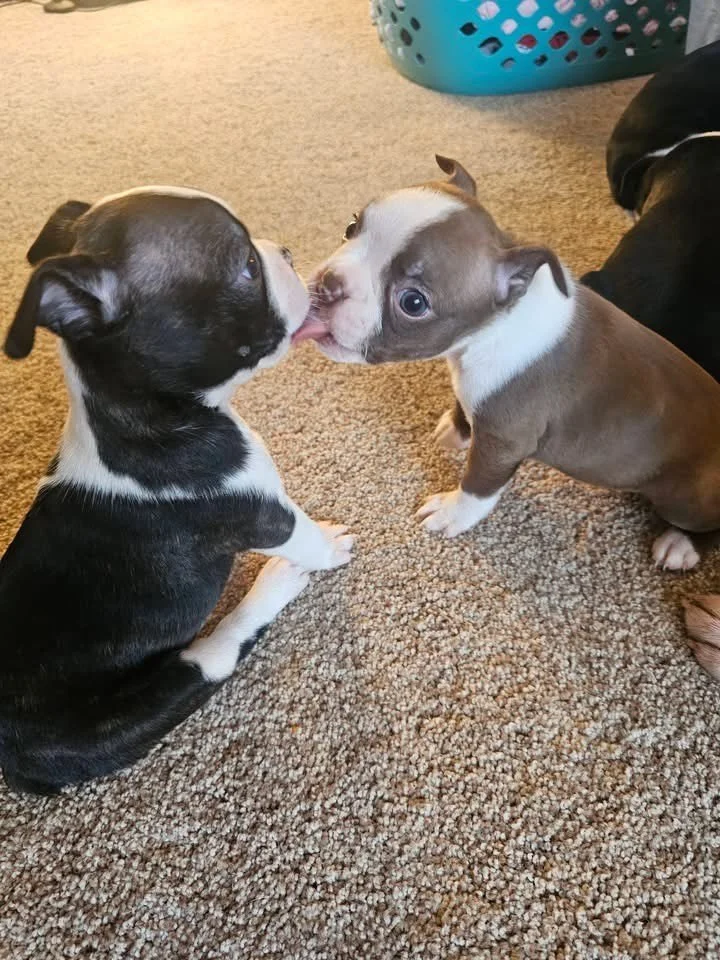 Boston Terrier puppies interacting peacefully