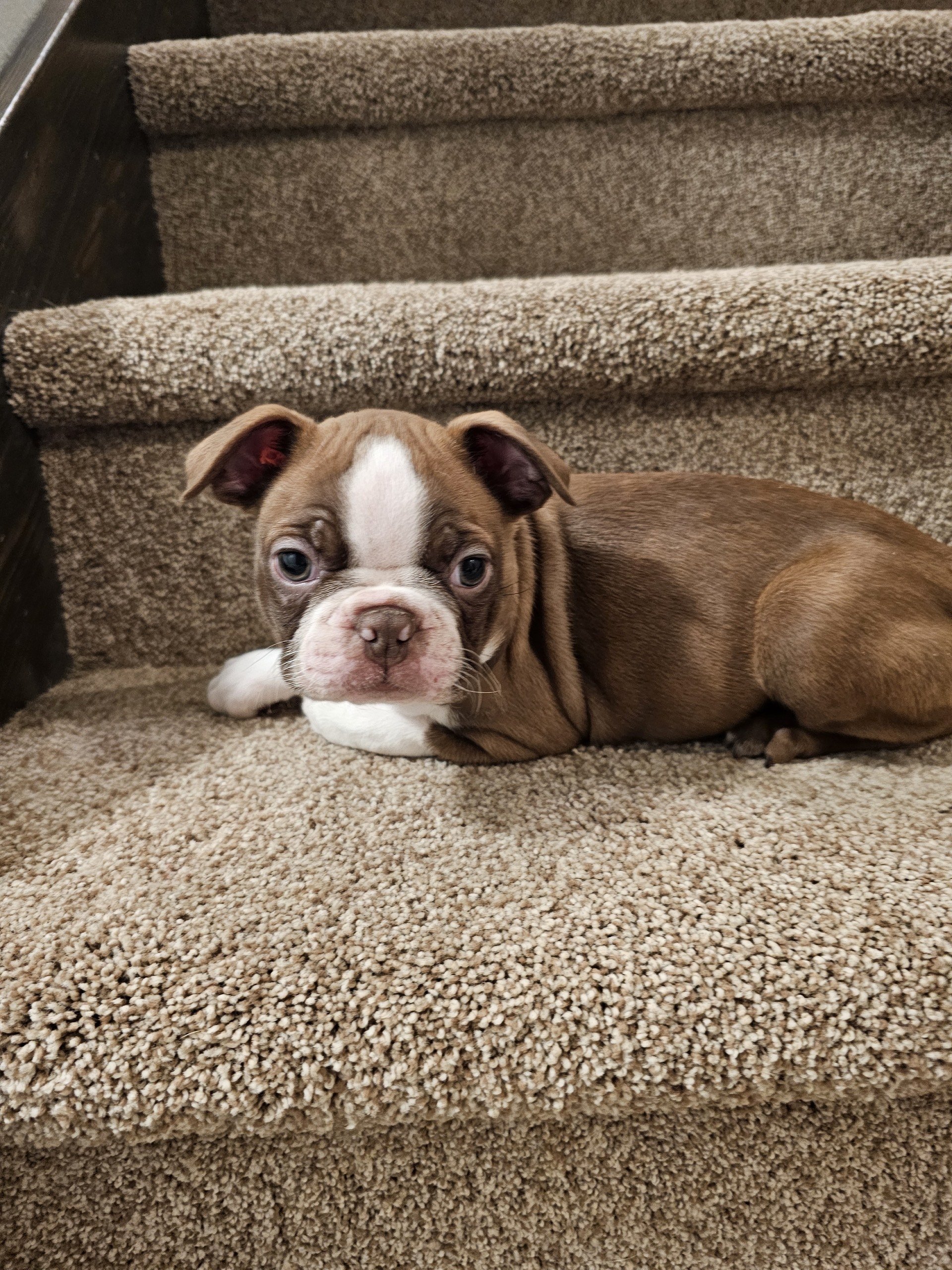 Boston Terrier puppy lying comfortably, bred for low-stress companionship and family life