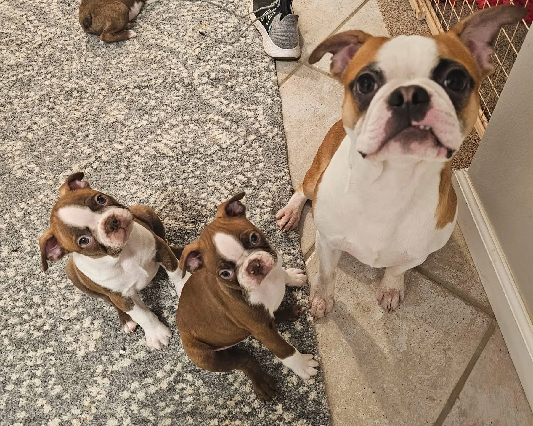 Boston Terrier puppy standing confidently on carpet
